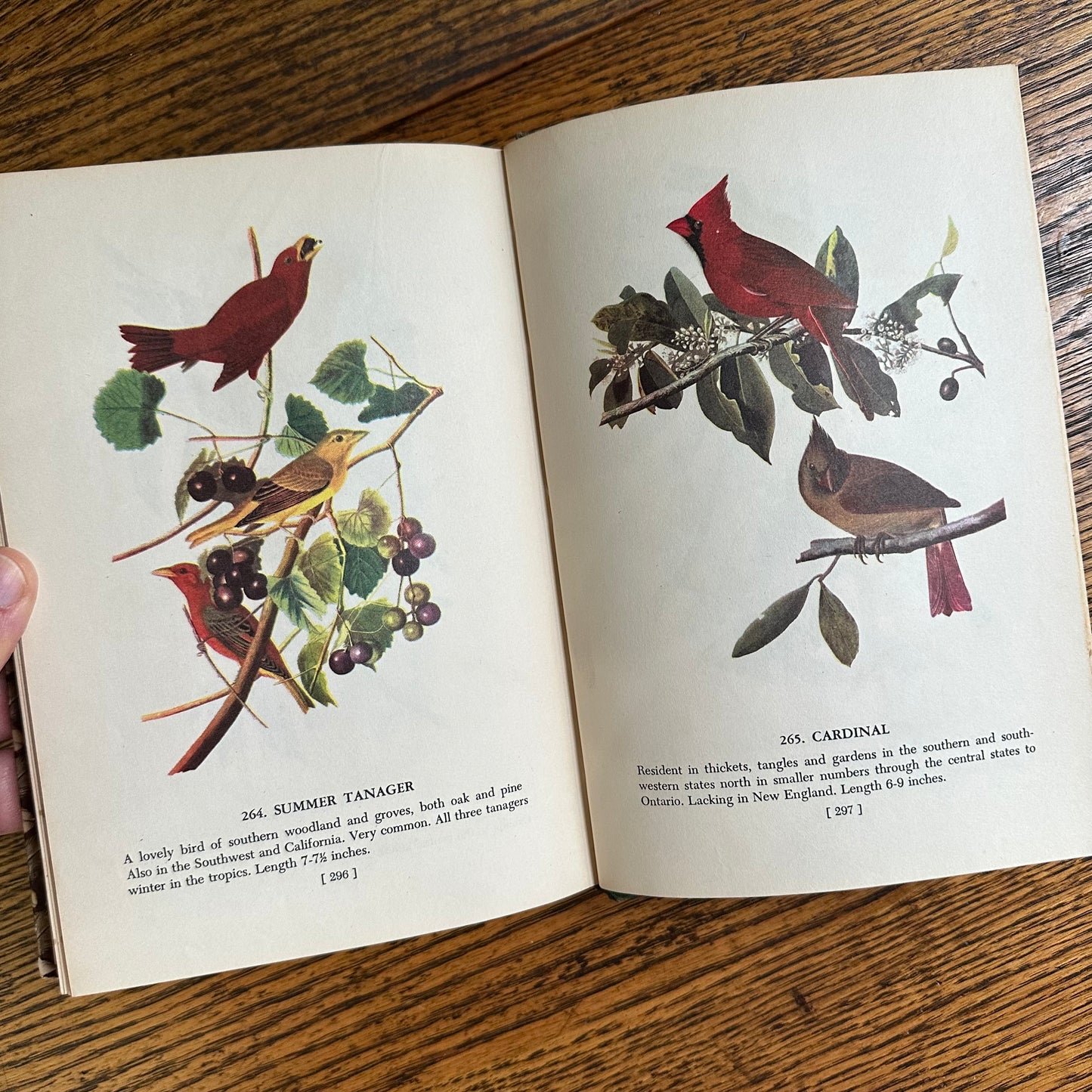 Audubon’s Birds of America - 1950 Popular Edition