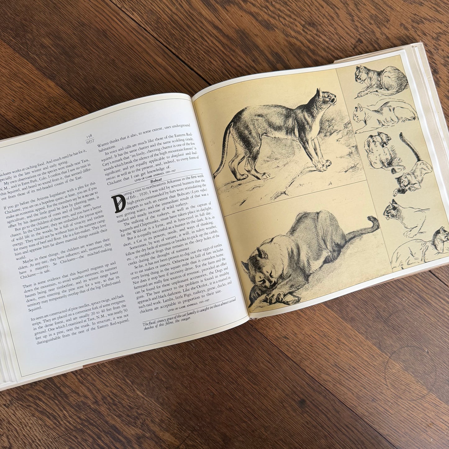 The Worlds of Ernest Thompson Seton -  1976 - First Edition - Edited by John G. Samson- Vintage Wildlife Art Nature Book