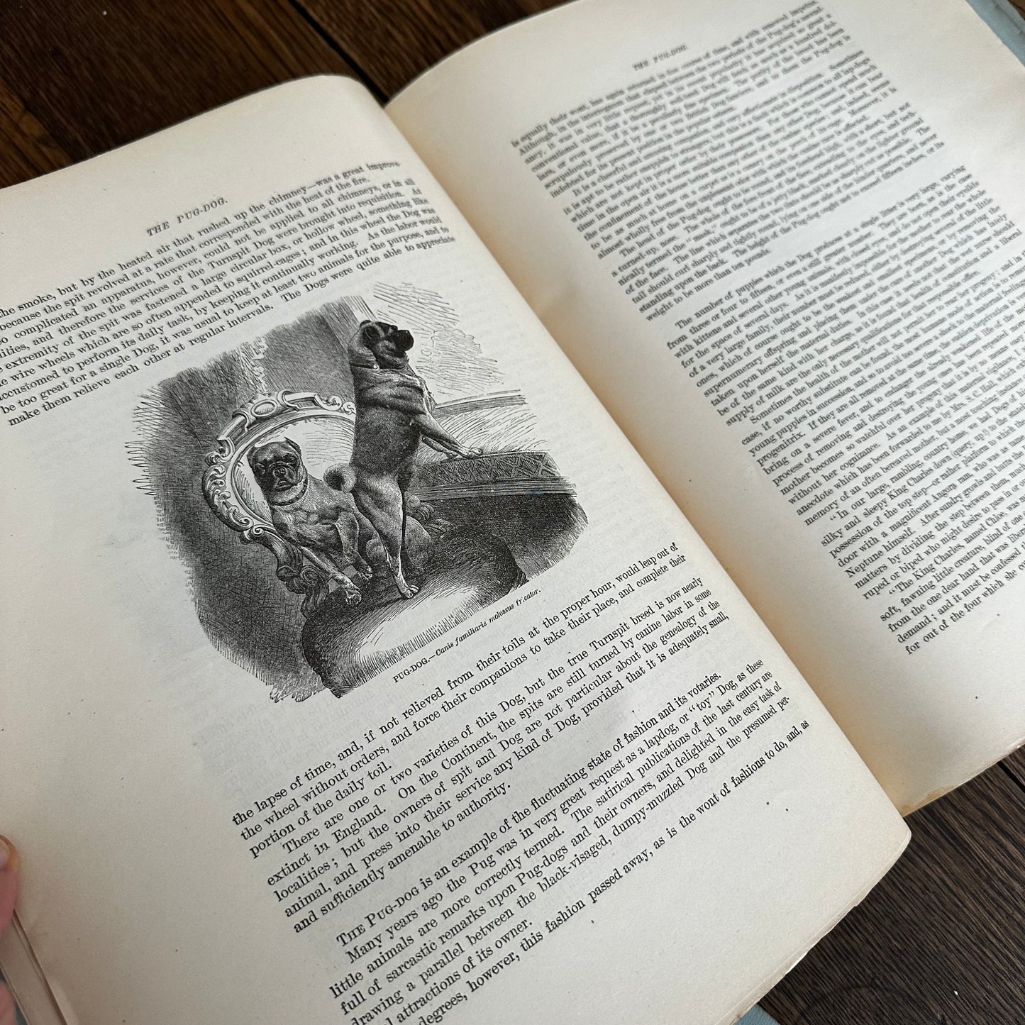 Complete 60-Part Set — Animate Creation: A Popular Edition of Our Living World, 1885-1898