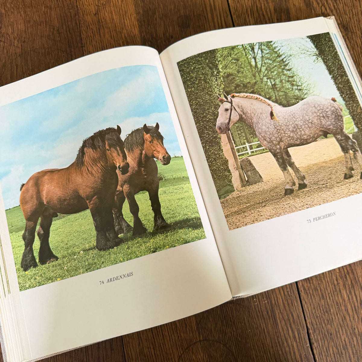 The World’s Finest Horses and Ponies - 1971 Vintage Coffee Table Book by Richard Glyn with Photos from Sally Anne Thompson