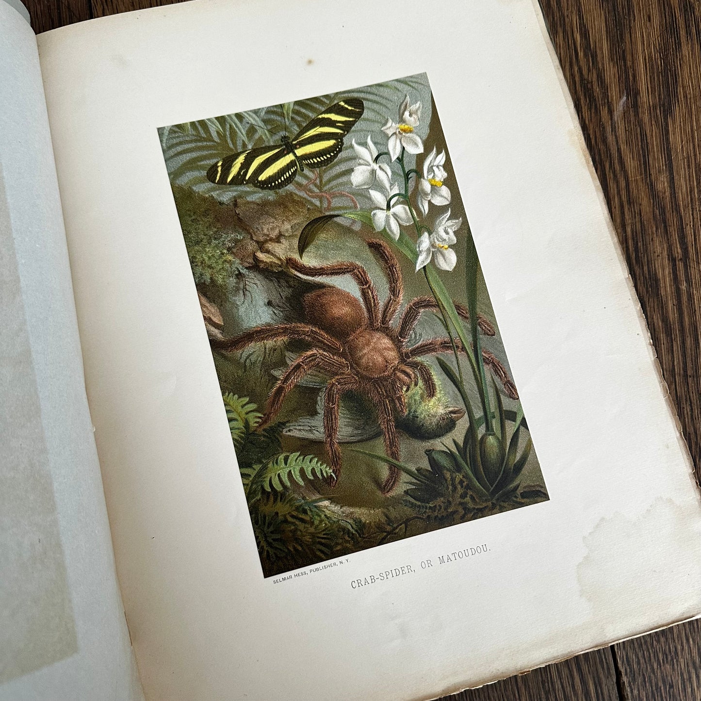 Complete 60-Part Set — Animate Creation: A Popular Edition of Our Living World, 1885-1898