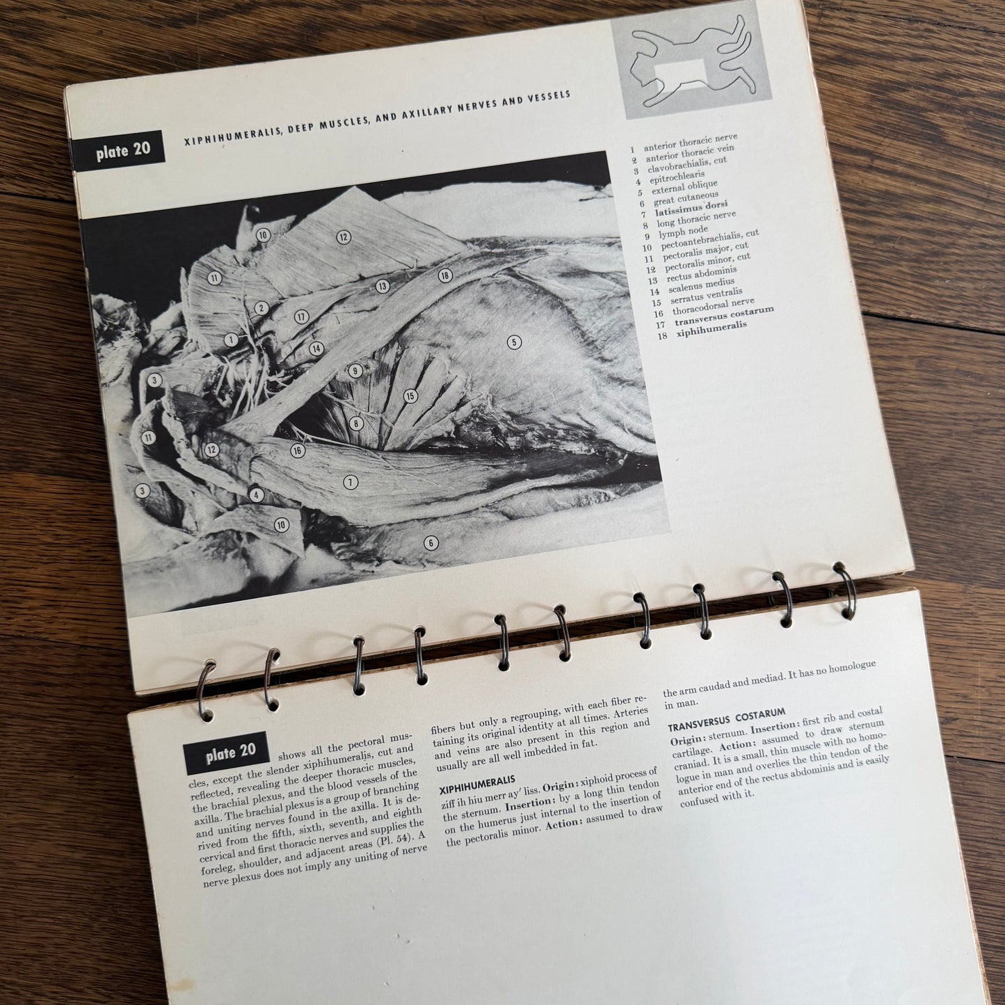 An Atlas of Cat Anatomy - 1952 - by Hazel E Field with Illustrations by Mary E Taylor - Vintage Veterinary Book / Flip Chart / Manual