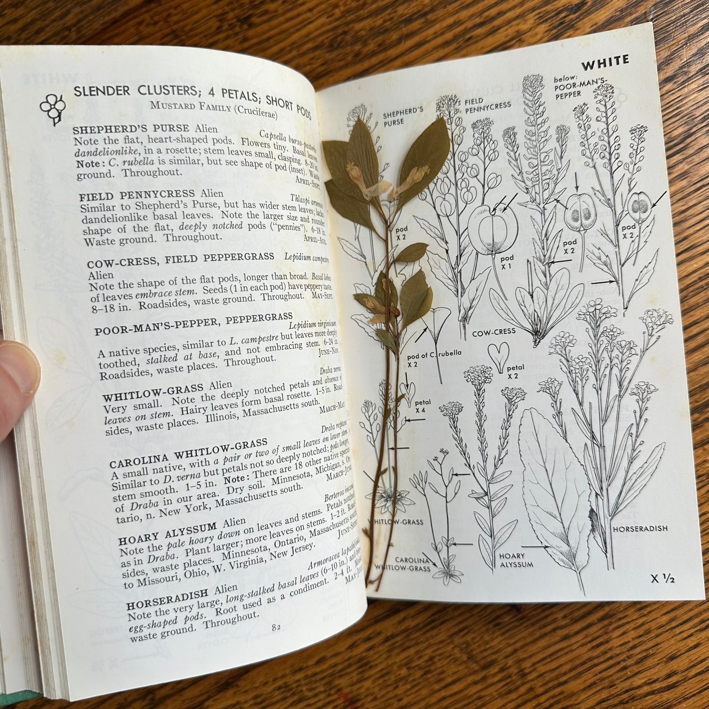 A Collection of 13 Vintage Peterson Field Guides!