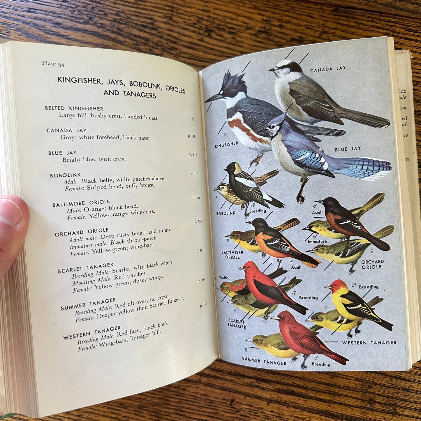 Peterson Field Guide Set of 4: Birds, Insects, Rocks/Minerals - Vintage Nature Books