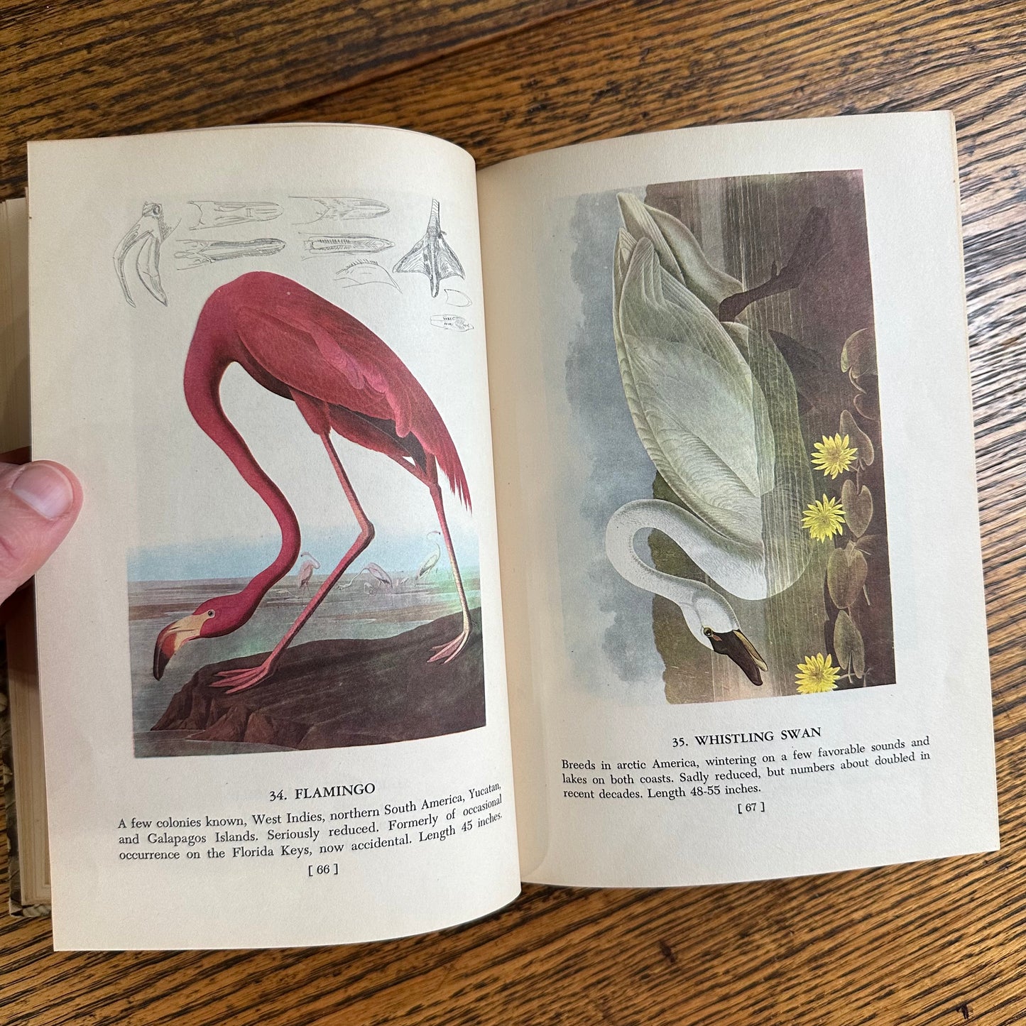 Audubon’s Birds of America - 1950 Popular Edition