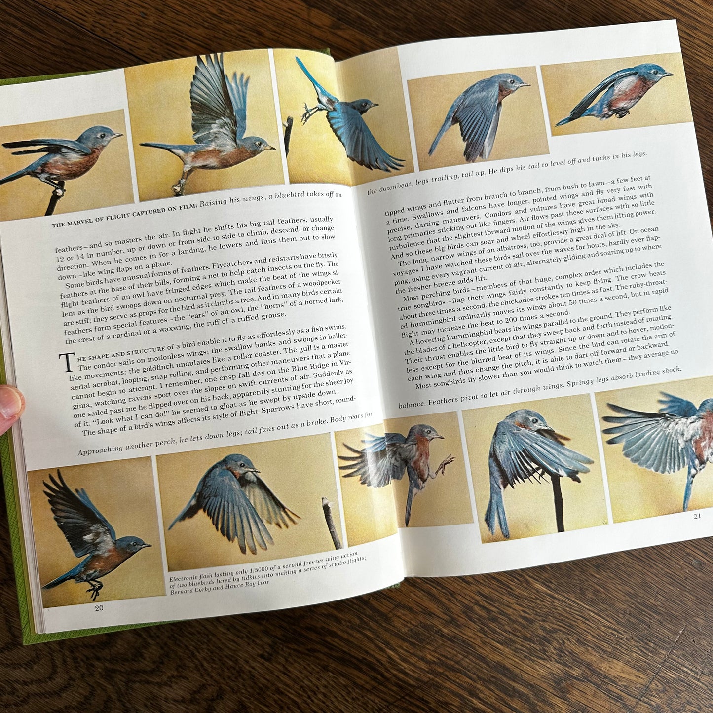 Vintage 1964 Song and Garden Birds of North America – National Geographic Society – Alexander Wetmore – Illustrated Bird Guide w/ Companion Booklet – Birdwatching Book