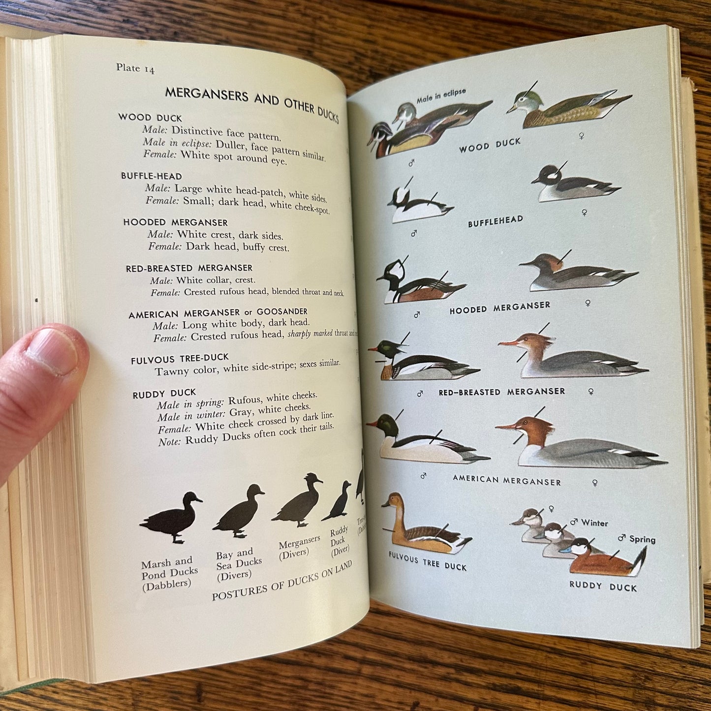 Peterson Field Guide Set of 4: Birds, Insects, Rocks/Minerals - Vintage Nature Books