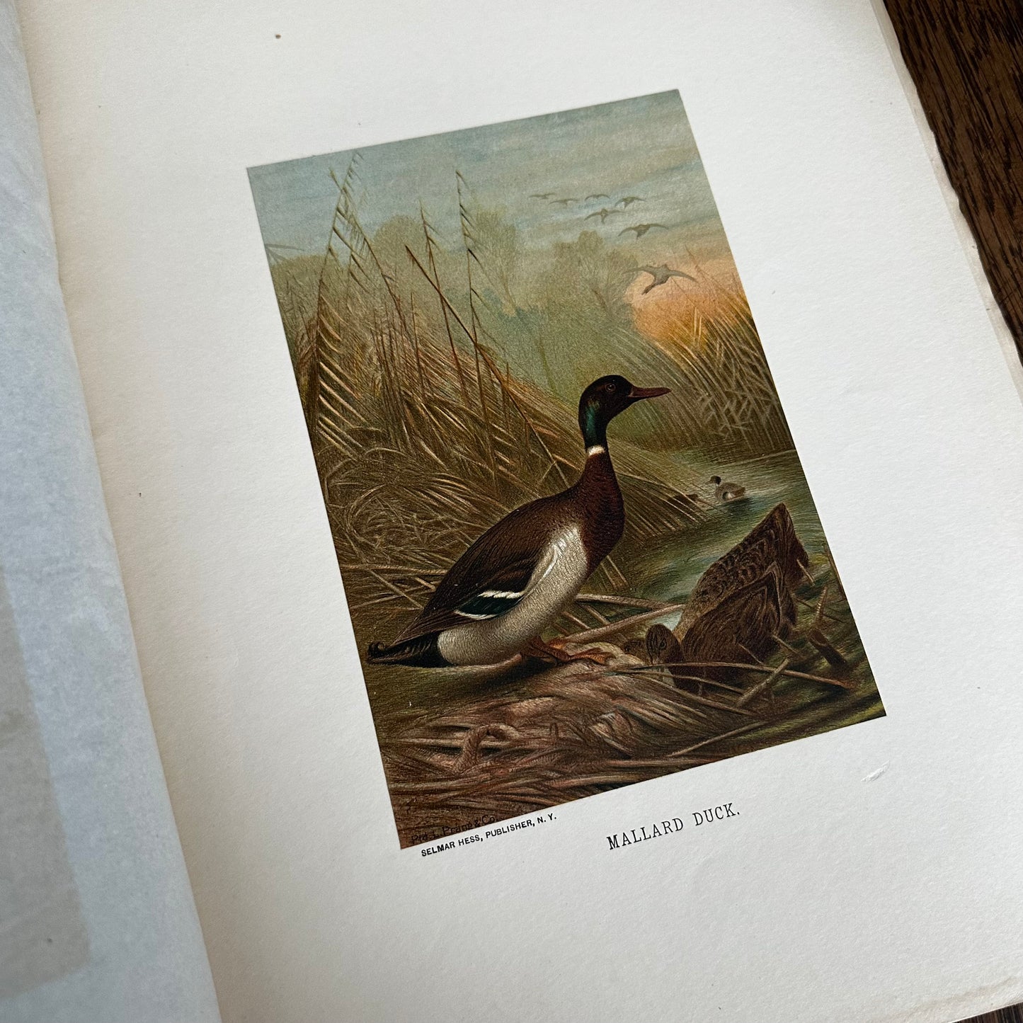 Complete 60-Part Set — Animate Creation: A Popular Edition of Our Living World, 1885-1898