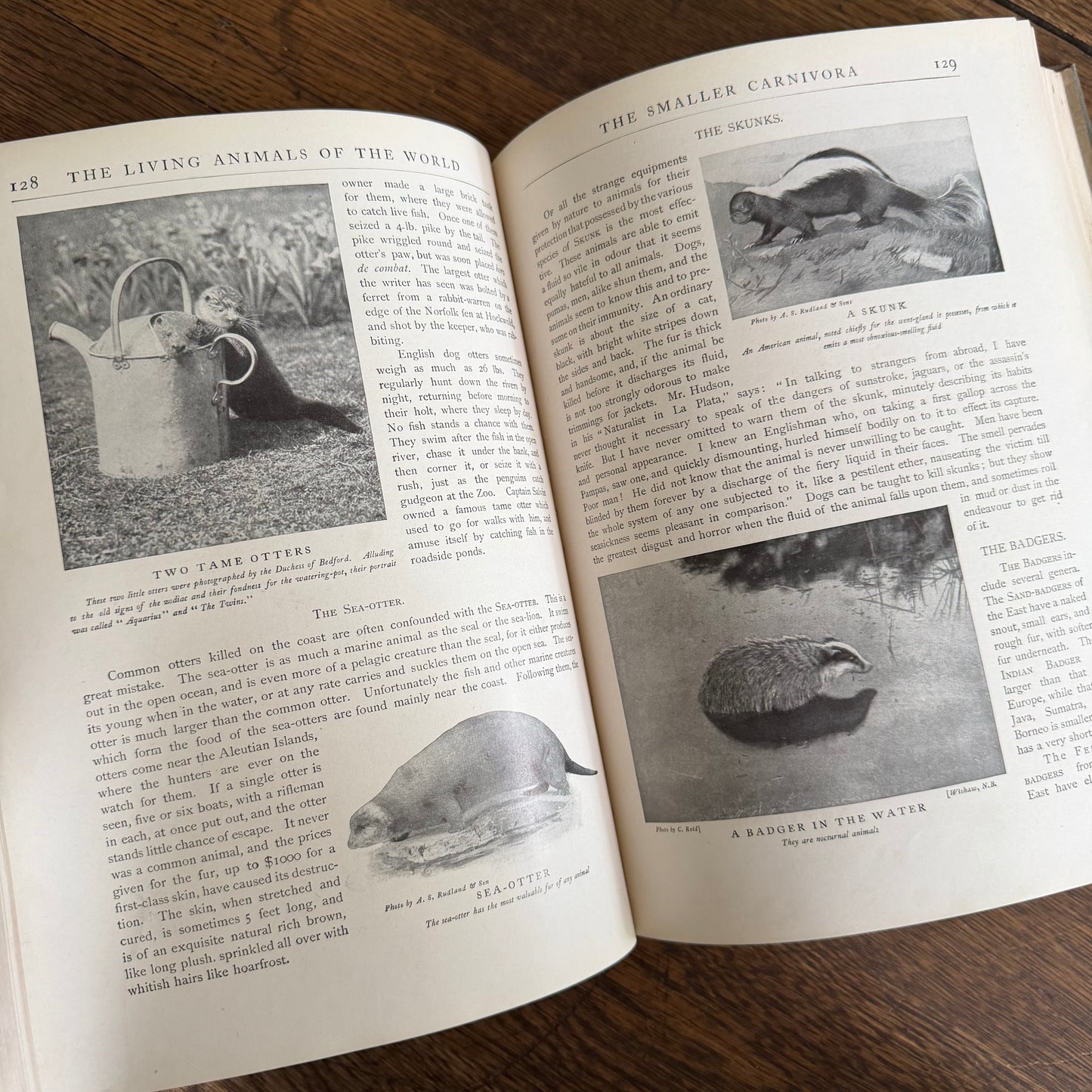 1908 Standard Library of Natural History Set | Antique Zoology Ethnography Books | Living Animals of the World | University Society NY