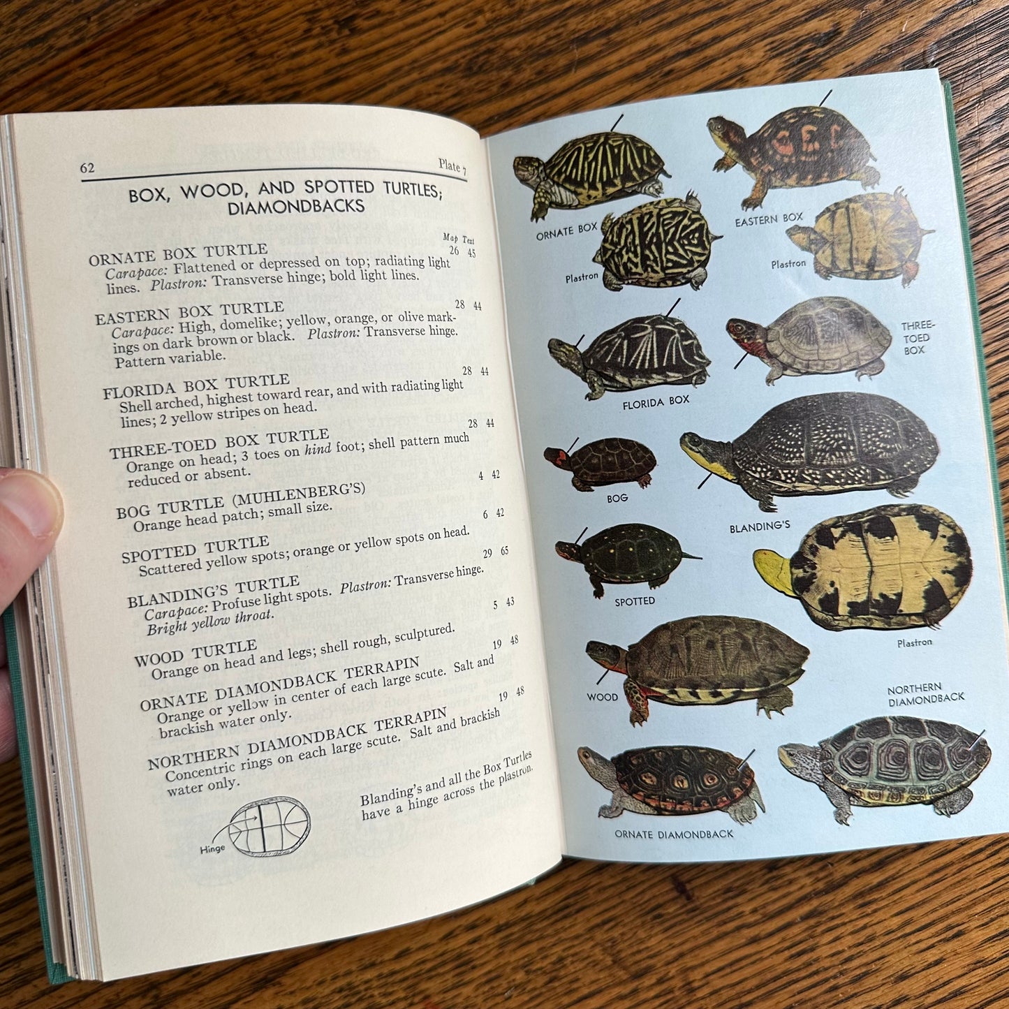 A Collection of 13 Vintage Peterson Field Guides!