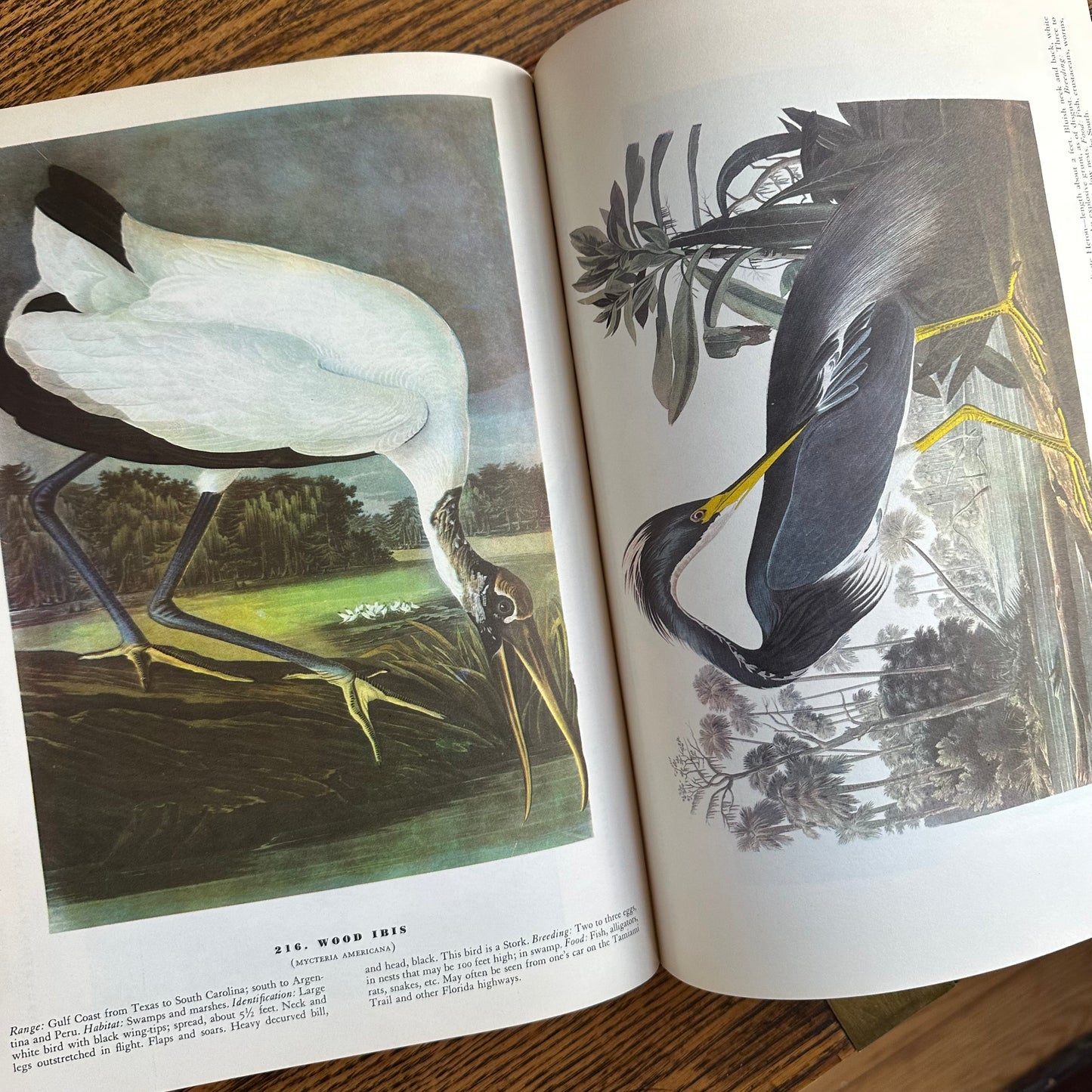 John James Audubon’s Birds of America - 1953