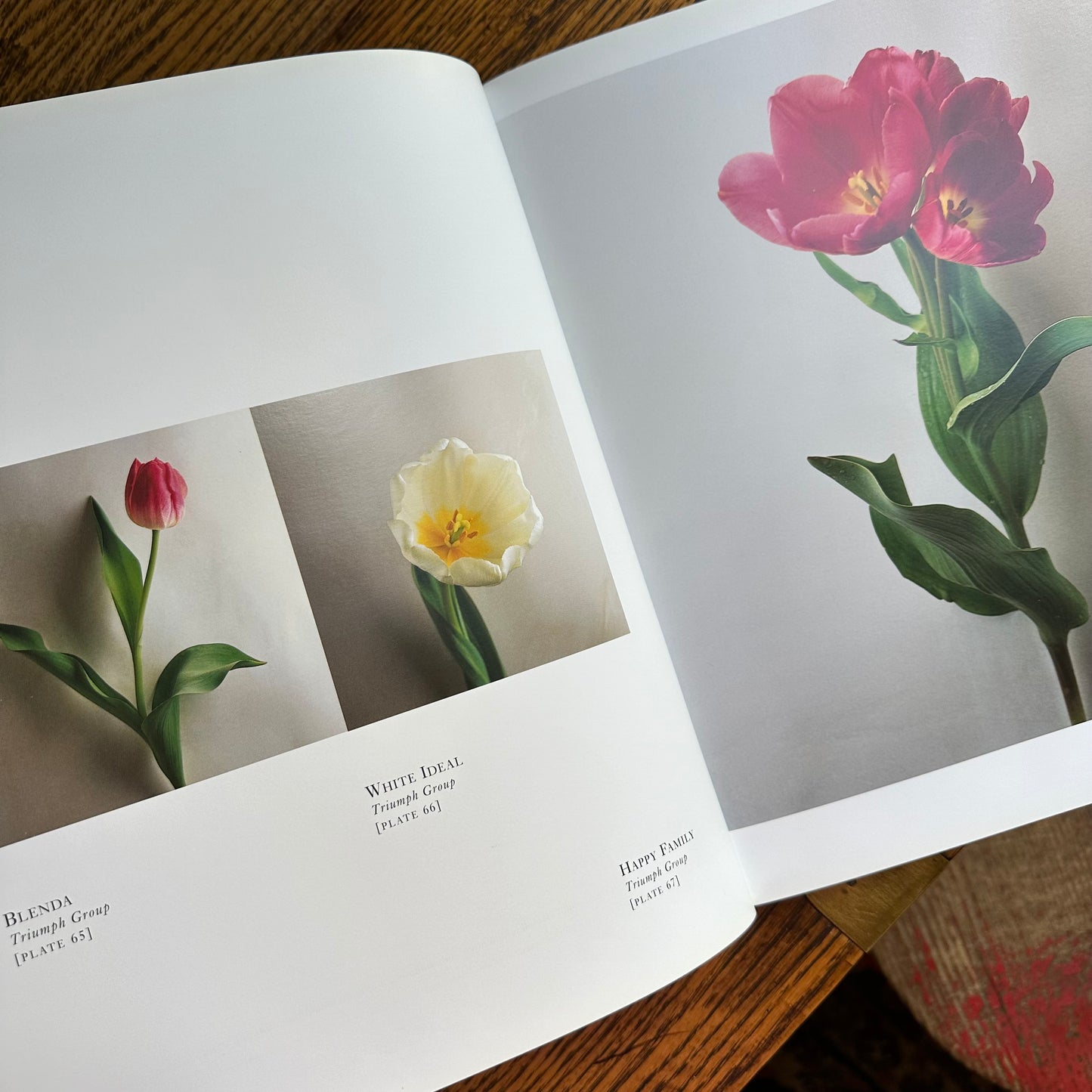 Tulipa: A Photographer’s Botanical, 1999