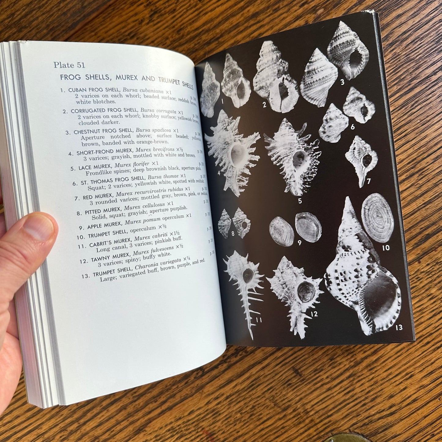 Set of 6 Vintage Peterson Field Guides | Softcover 1970s–80s Nature Books | Birds, Ferns, Wildflowers, Shells, Stars, Rocks