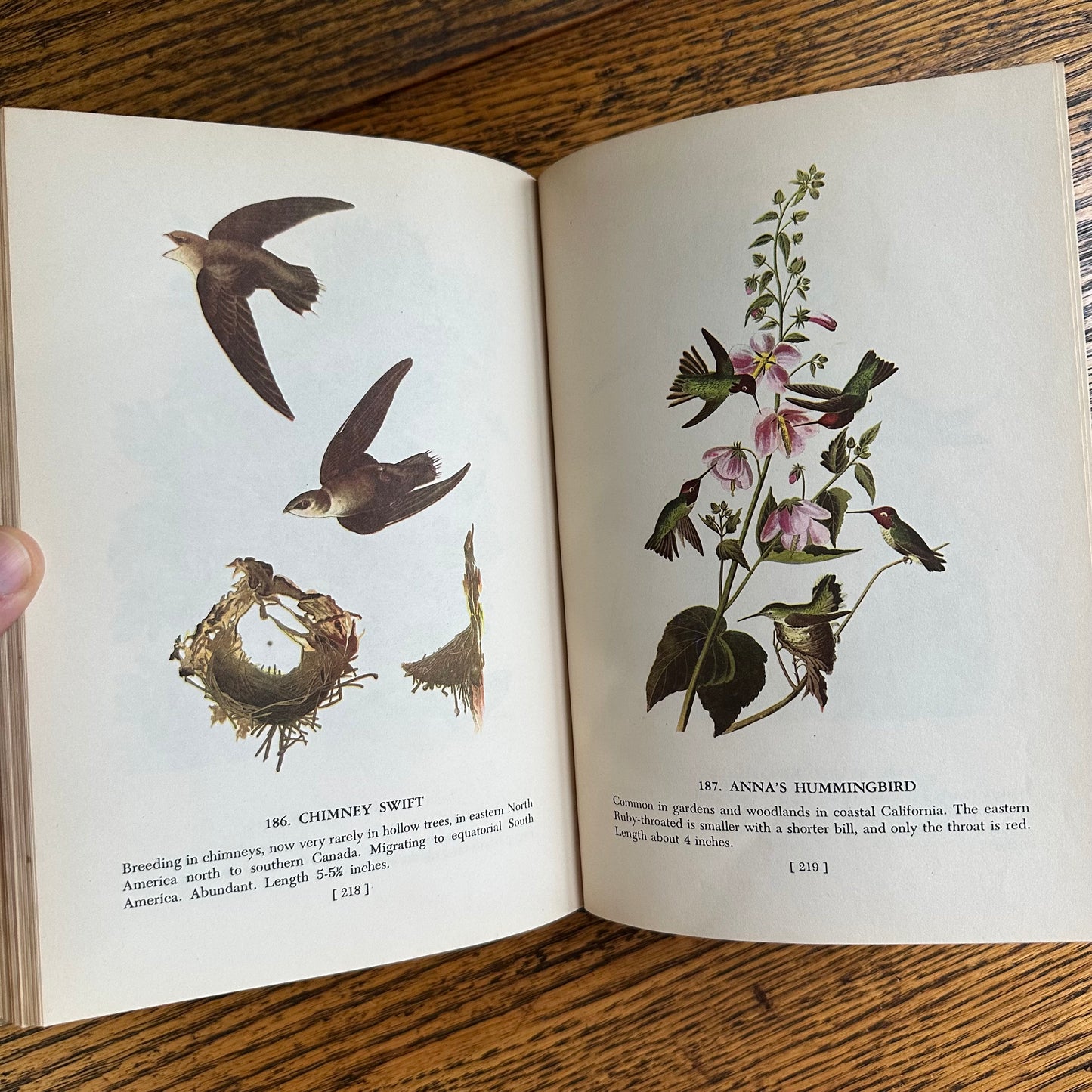 Audubon’s Birds of America - 1950 Popular Edition