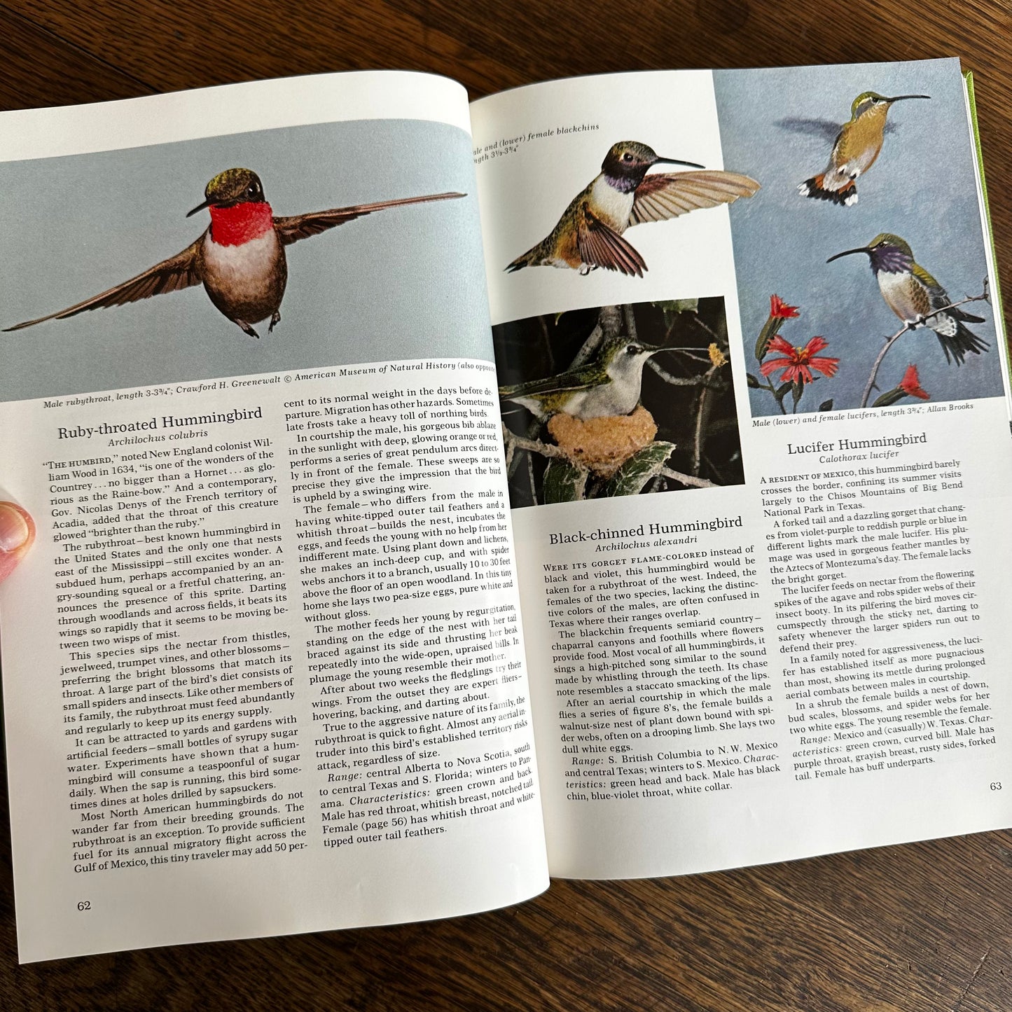 Vintage 1964 Song and Garden Birds of North America – National Geographic Society – Alexander Wetmore – Illustrated Bird Guide w/ Companion Booklet – Birdwatching Book