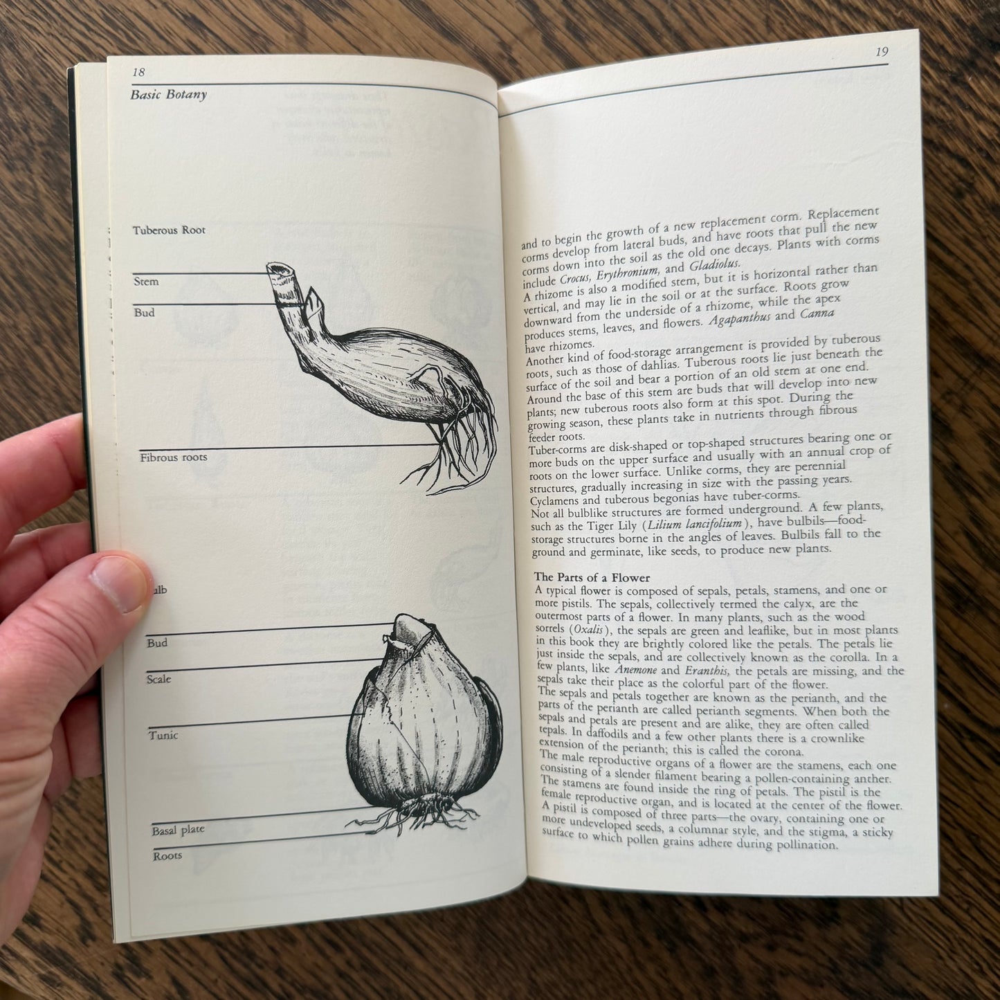 Taylor’s Guides to Gardening Set of 10 | Houghton Mifflin 1986–1996 | Bulbs Roses Herbs Houseplants Garden Design | Vintage Gardening Books