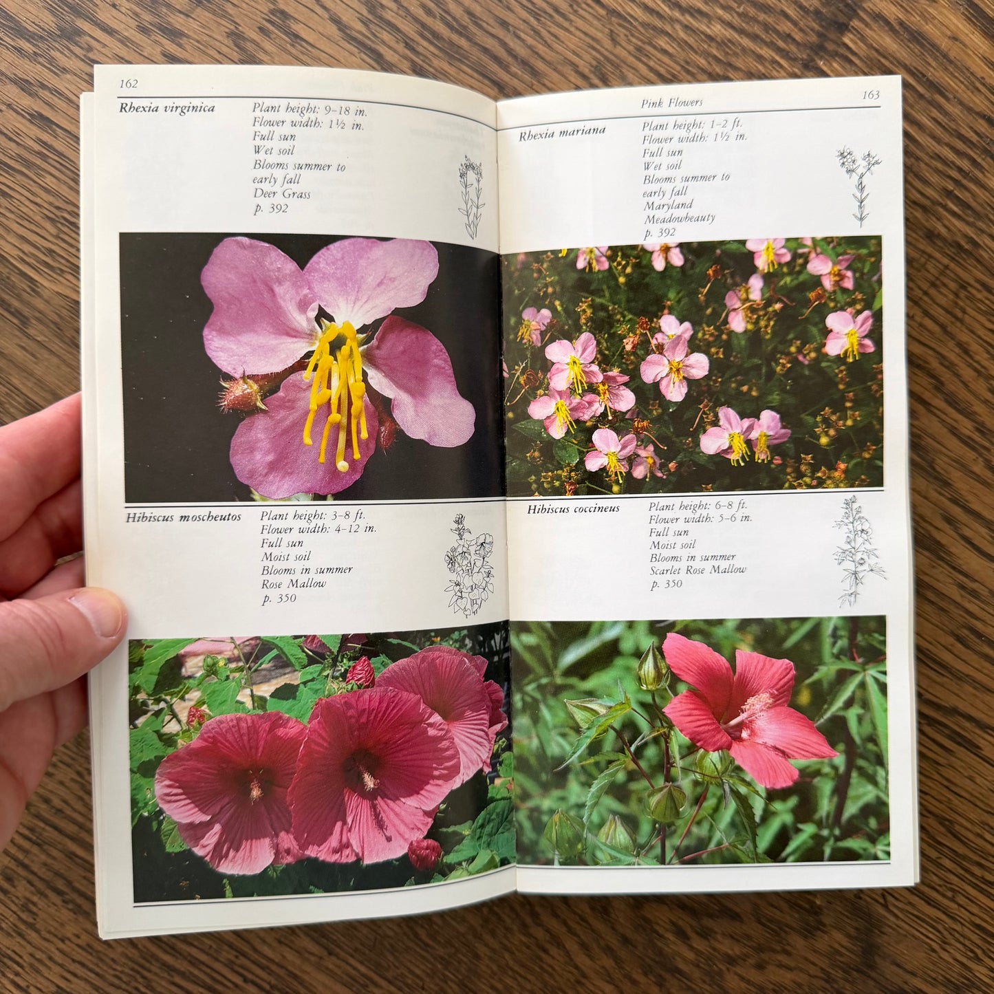 Taylor’s Guides to Gardening Set of 10 | Houghton Mifflin 1986–1996 | Bulbs Roses Herbs Houseplants Garden Design | Vintage Gardening Books