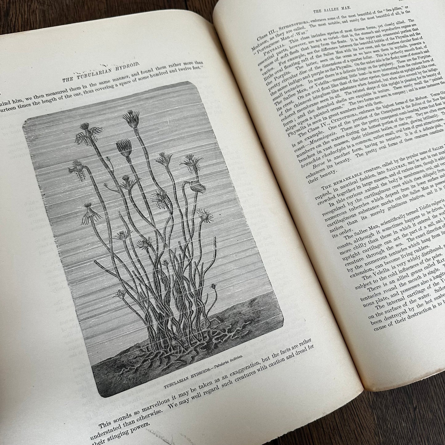 Complete 60-Part Set — Animate Creation: A Popular Edition of Our Living World, 1885-1898