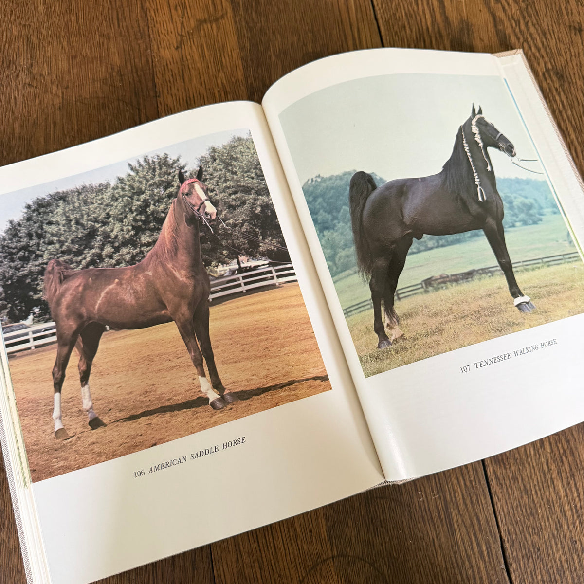 The World’s Finest Horses and Ponies - 1971 Vintage Coffee Table Book by Richard Glyn with Photos from Sally Anne Thompson