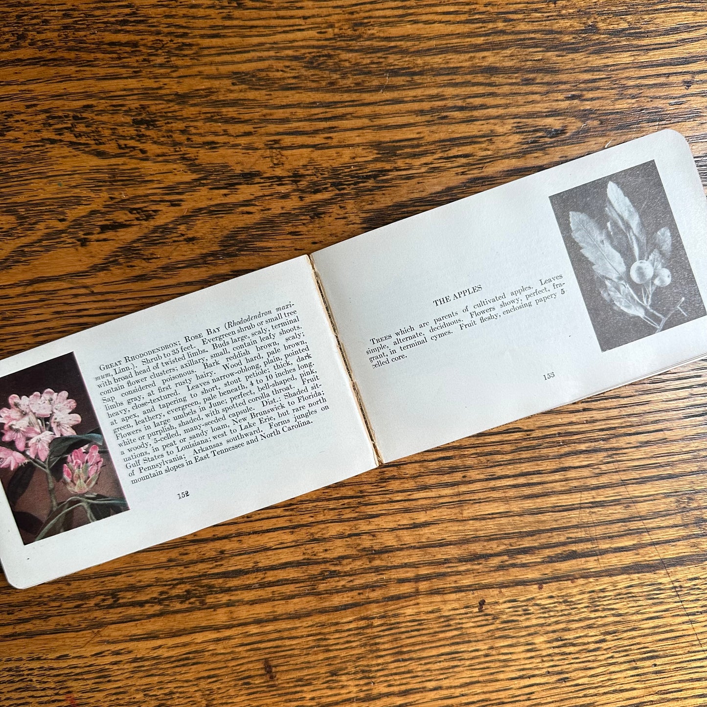 A Set of 3 Leather-Bound Pocket Nature Guides - 1916