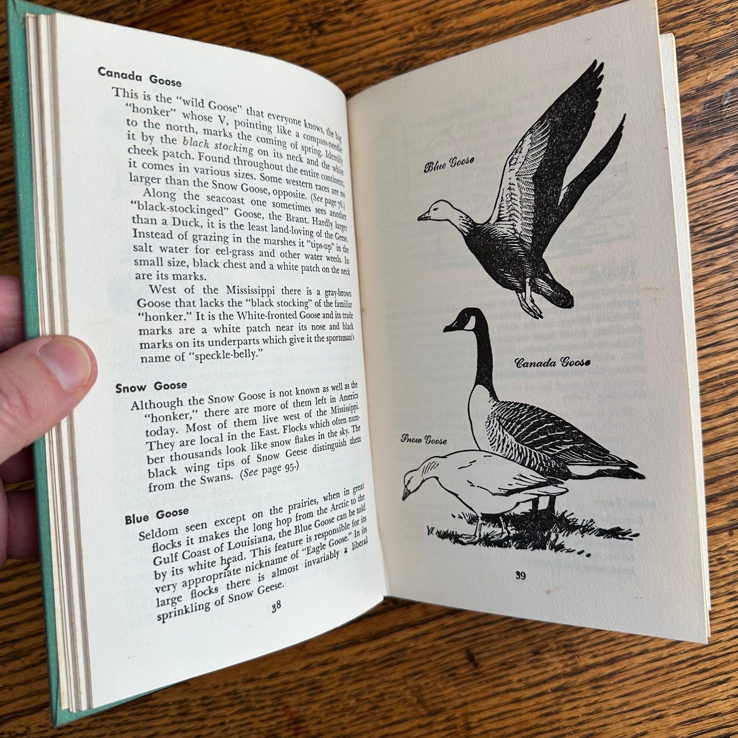 A Collection of 13 Vintage Peterson Field Guides!