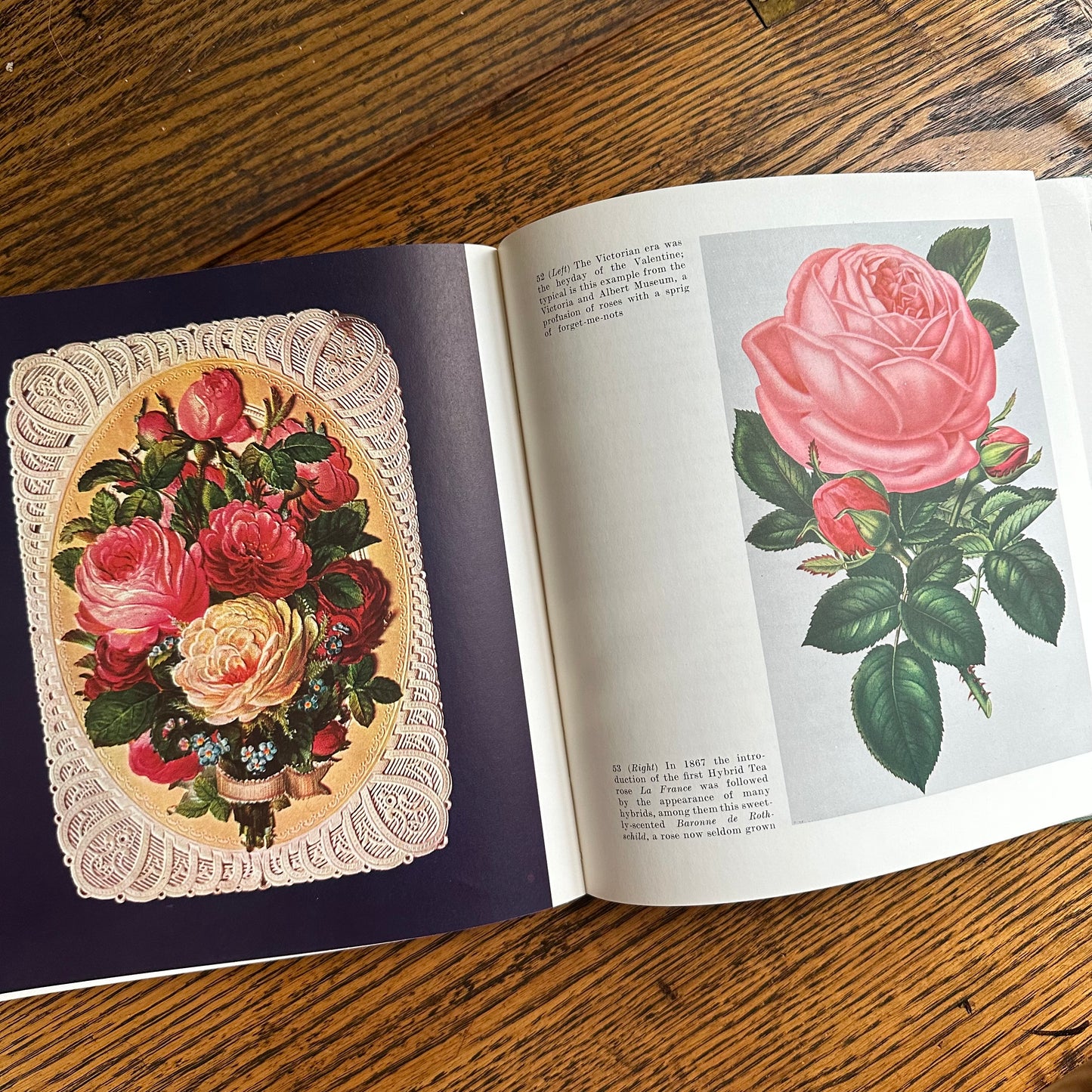 Peter Coats’ Roses: Pleasures and Treasures - 1962