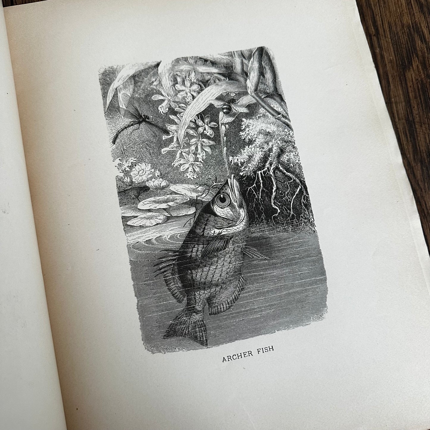 Complete 60-Part Set — Animate Creation: A Popular Edition of Our Living World, 1885-1898