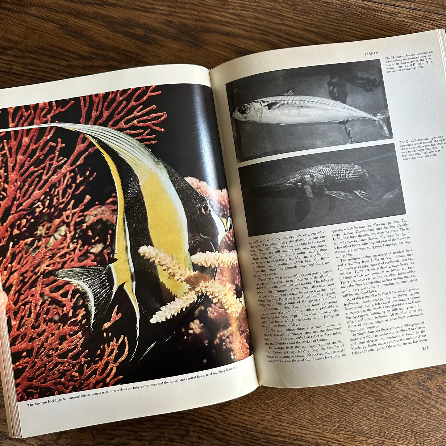 The Larousse Encyclopedia of Animal Life - 1967