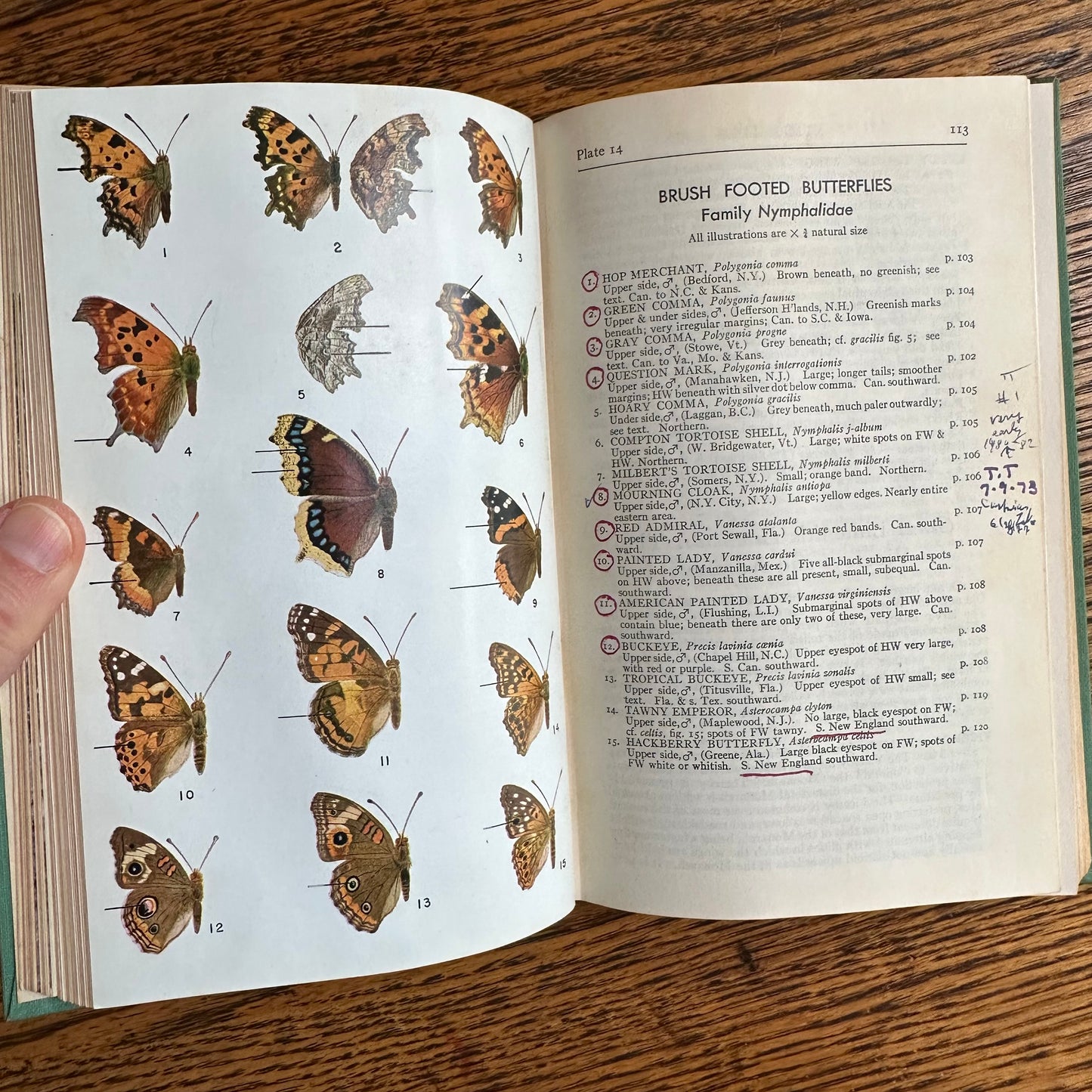 A Collection of 13 Vintage Peterson Field Guides!