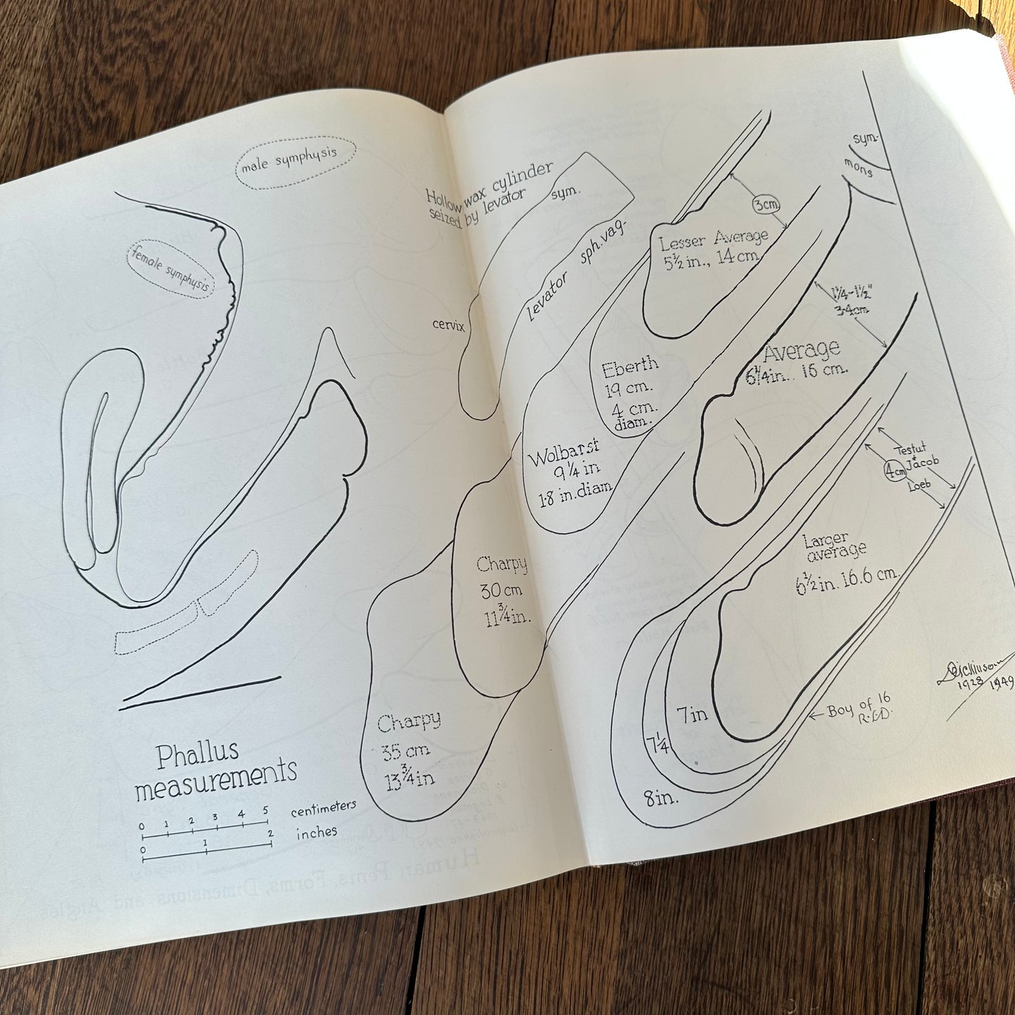 Human Sex Anatomy: A Topographical Hand Atlas, 1949