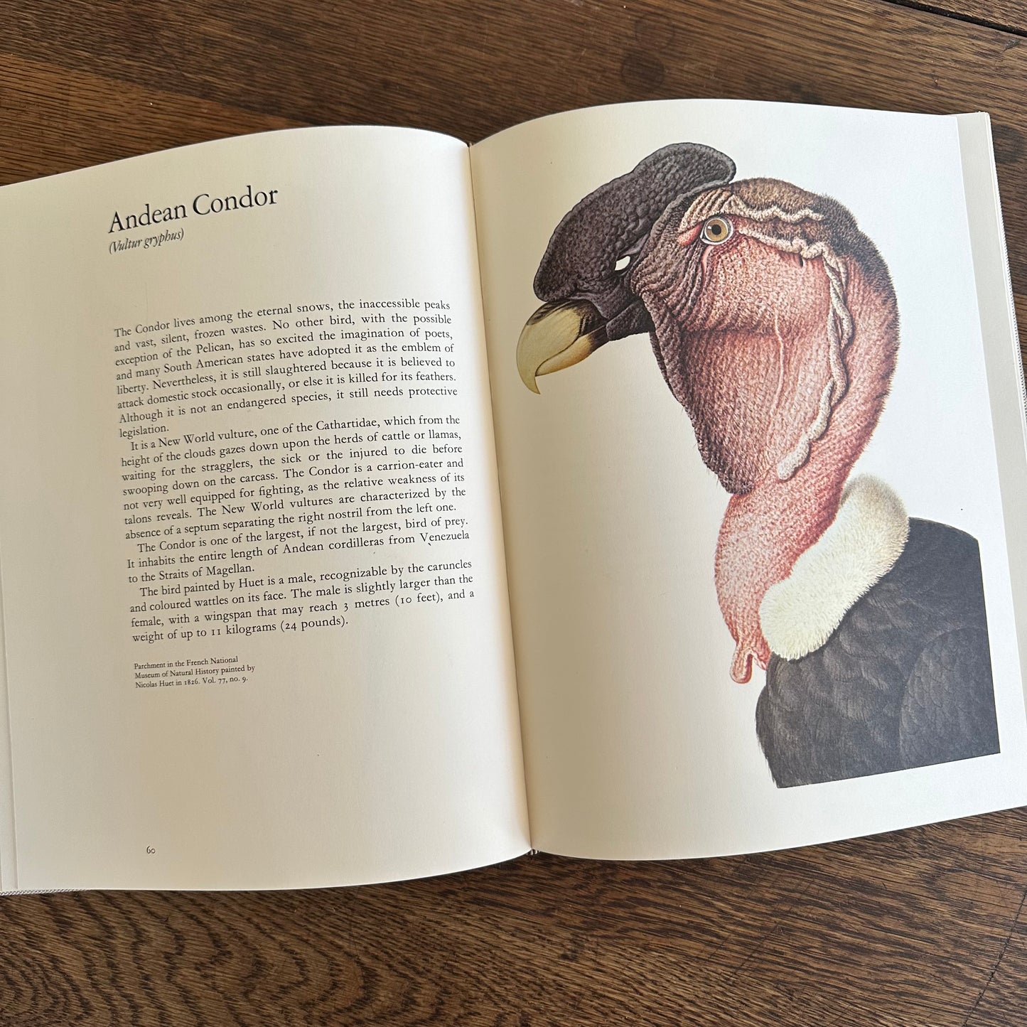 Larousse Animal Portraits - 1st US Edition - 1977