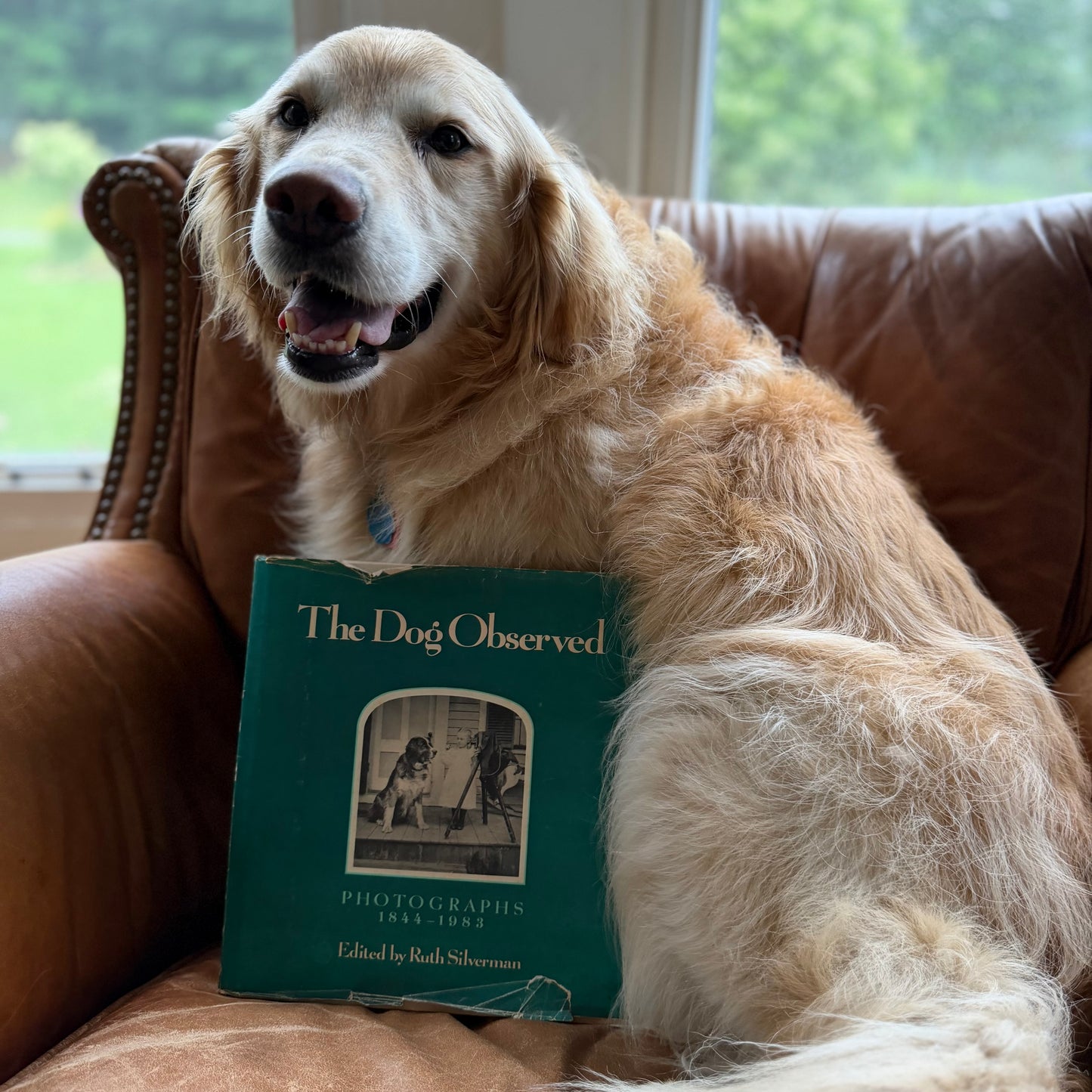 The Dog Observed: Photographs 1844-1983 by Ruth Silverman - Vintage Dog Photography Book