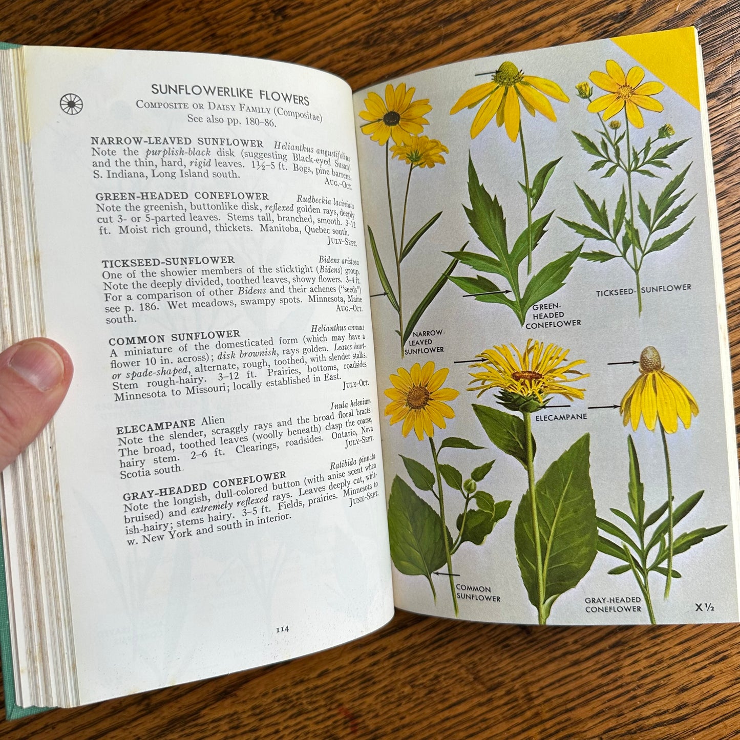 A Collection of 13 Vintage Peterson Field Guides!