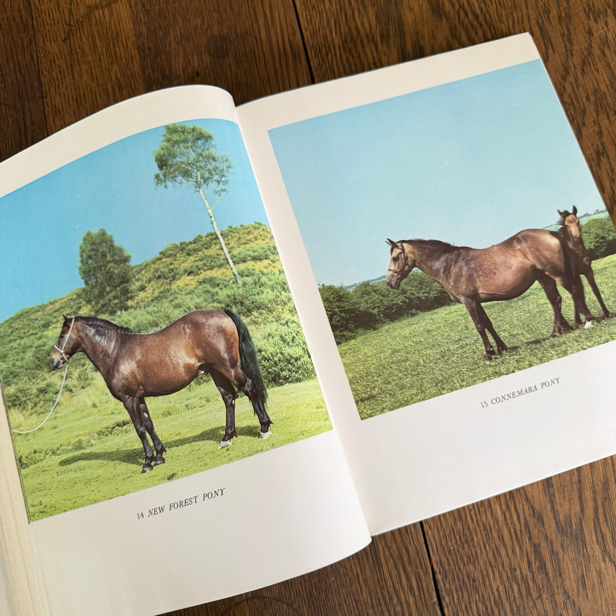 The World’s Finest Horses and Ponies - 1971 Vintage Coffee Table Book by Richard Glyn with Photos from Sally Anne Thompson