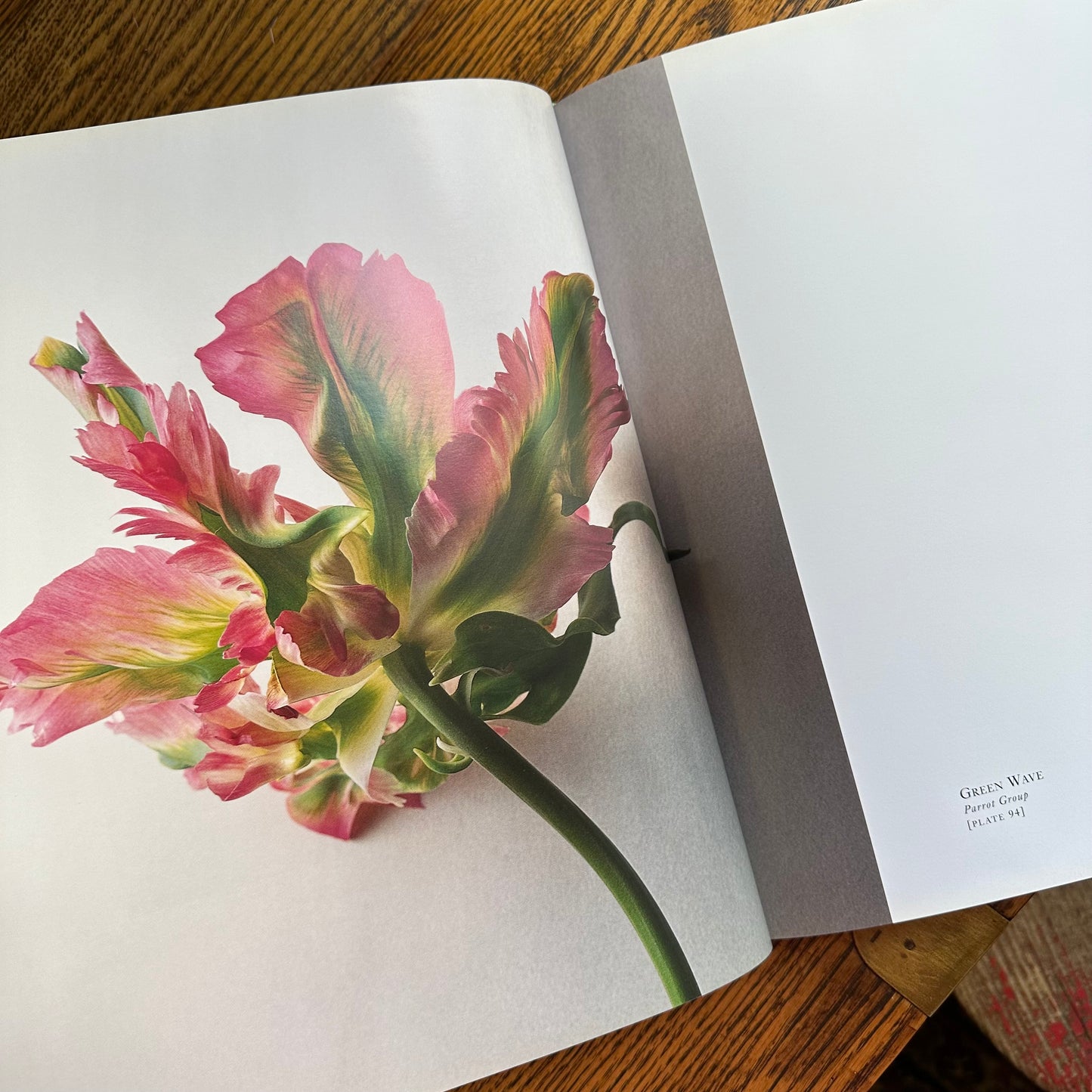 Tulipa: A Photographer’s Botanical, 1999