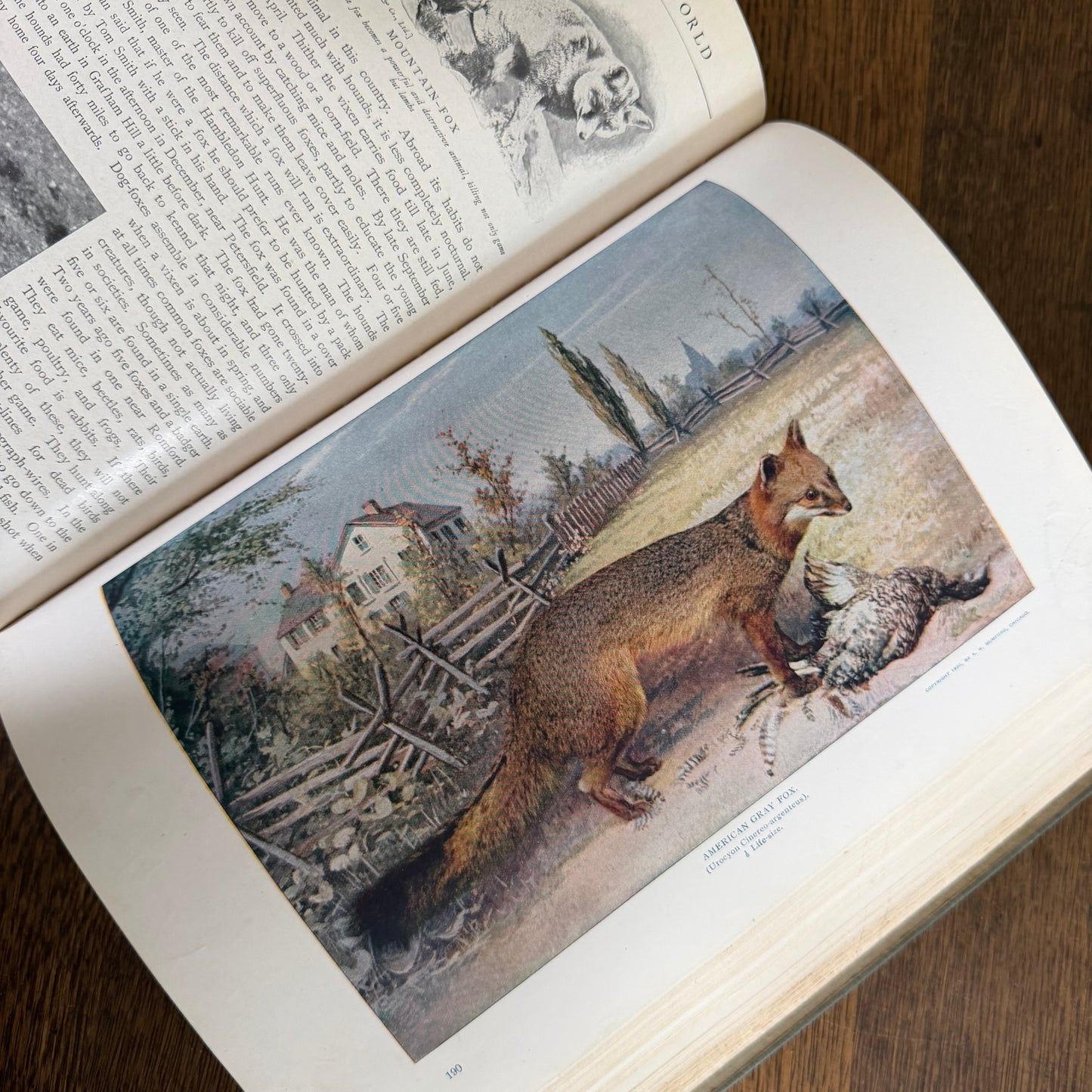 1908 Standard Library of Natural History Set | Antique Zoology Ethnography Books | Living Animals of the World | University Society NY
