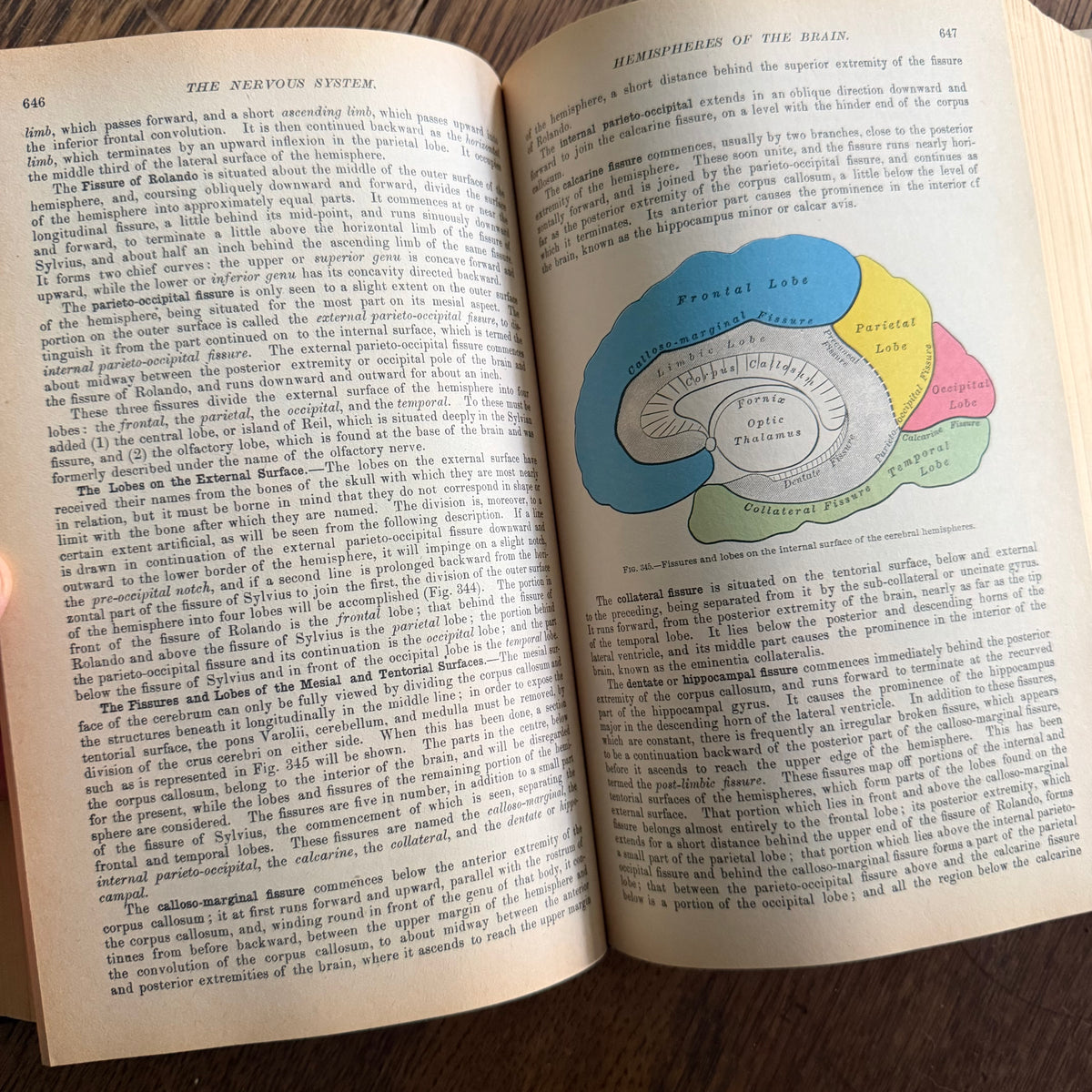Gray’s Anatomy, 1977 Classic Collector’s Edition — Henry Gray, Descriptive & Surgical Anatomy | Bounty Books Hardcover, 780 Illustrations
