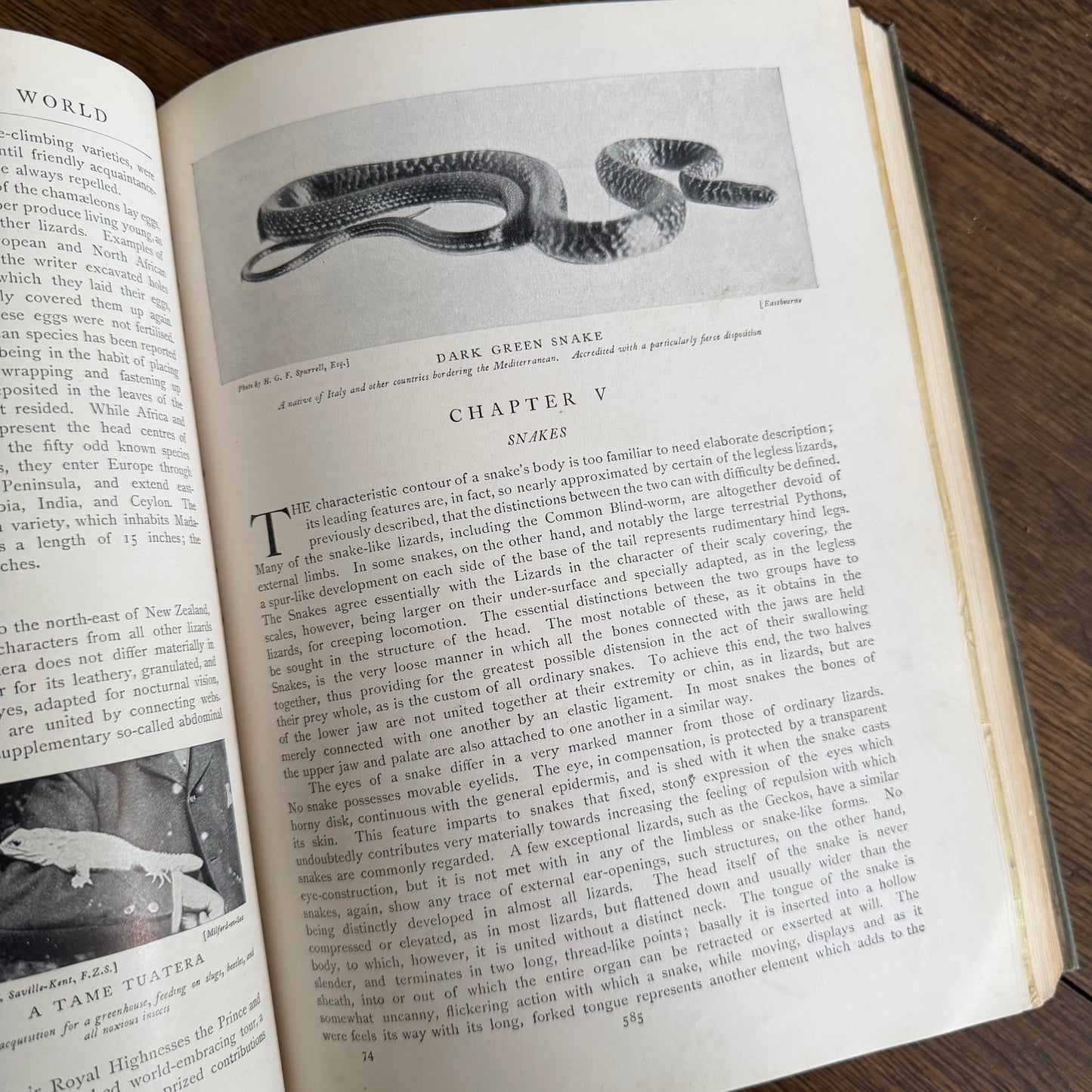 1908 Standard Library of Natural History Set | Antique Zoology Ethnography Books | Living Animals of the World | University Society NY
