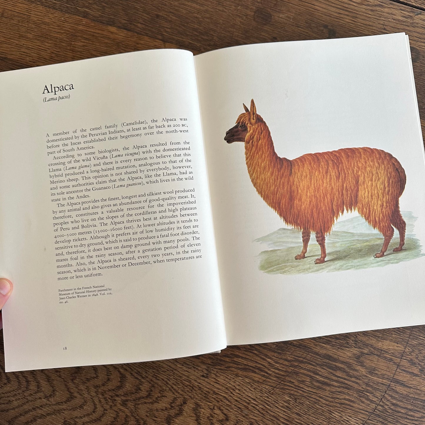 Larousse Animal Portraits - 1st US Edition - 1977