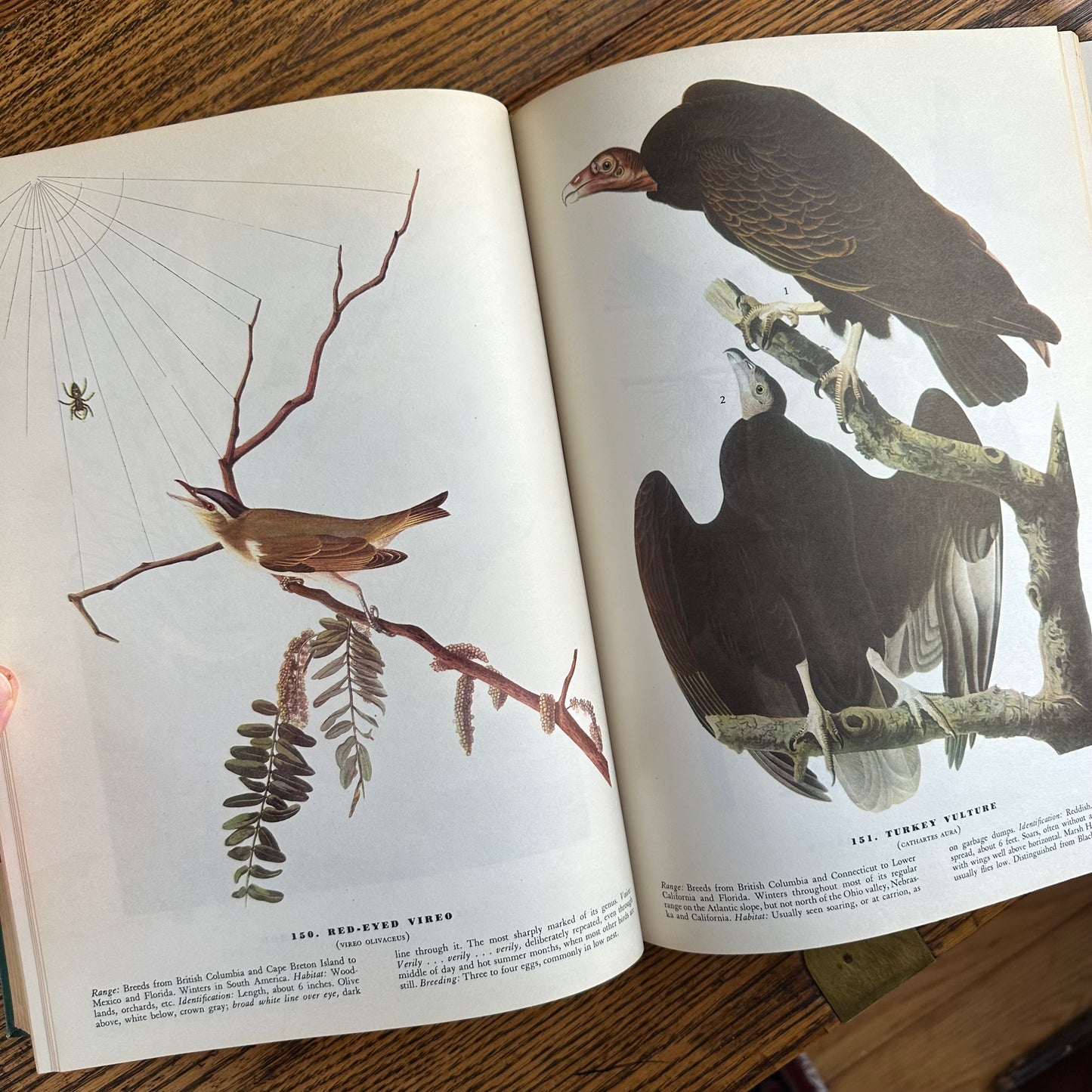 John James Audubon’s Birds of America - 1953