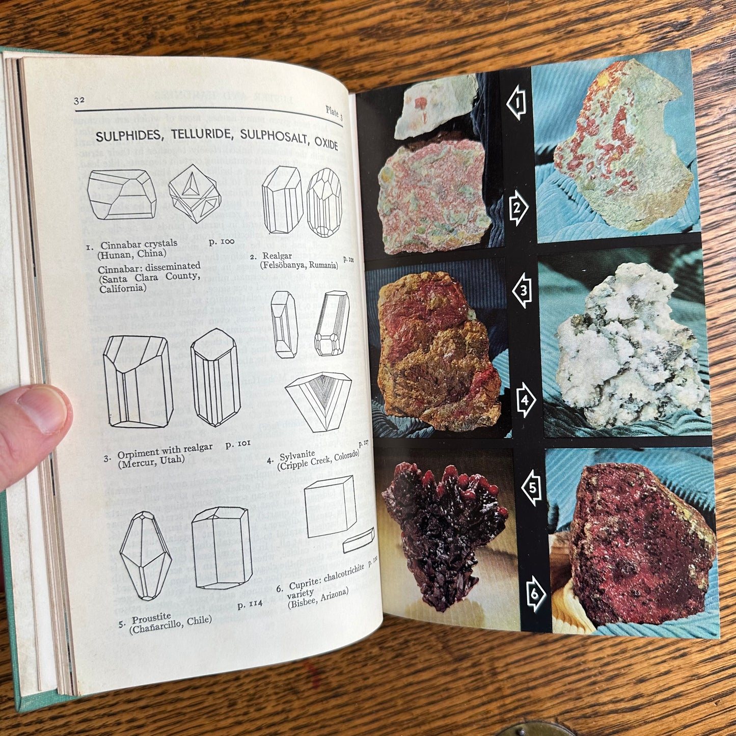 A Collection of 13 Vintage Peterson Field Guides!