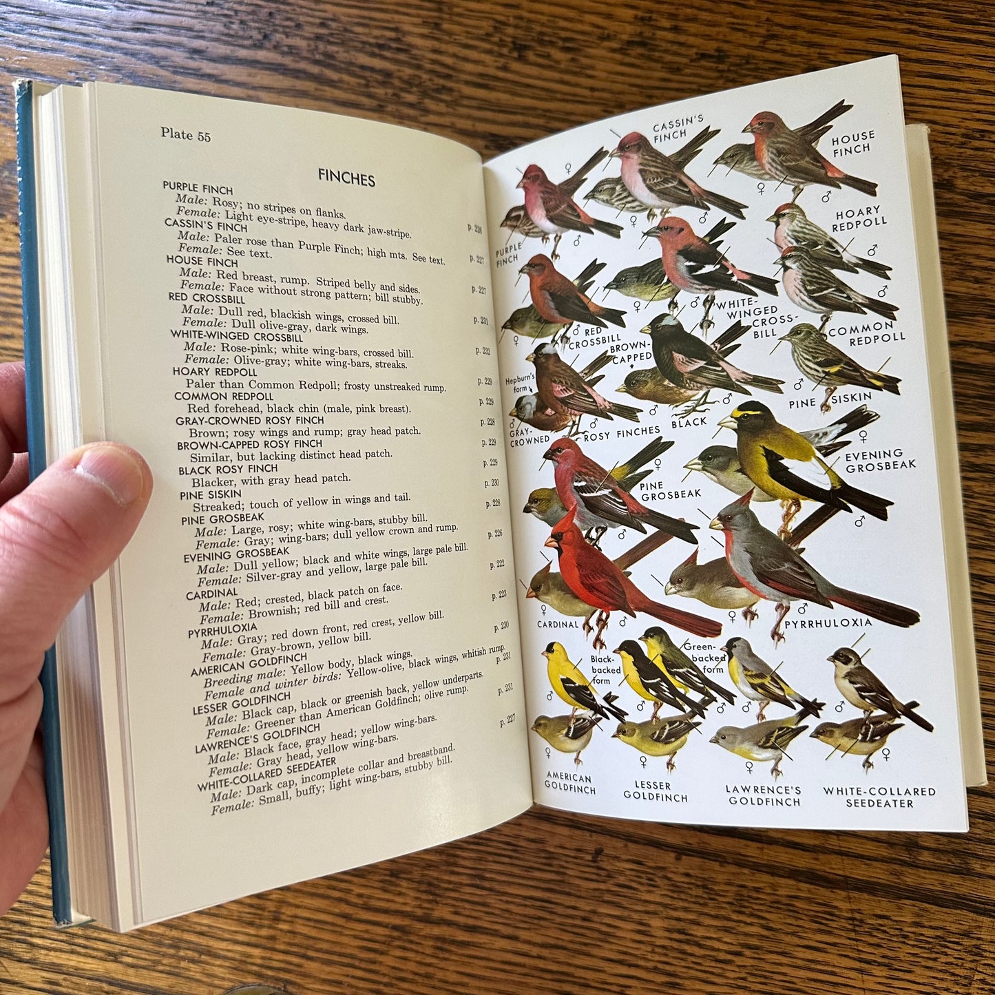 Peterson Field Guide Set of 4: Birds, Insects, Rocks/Minerals - Vintage Nature Books