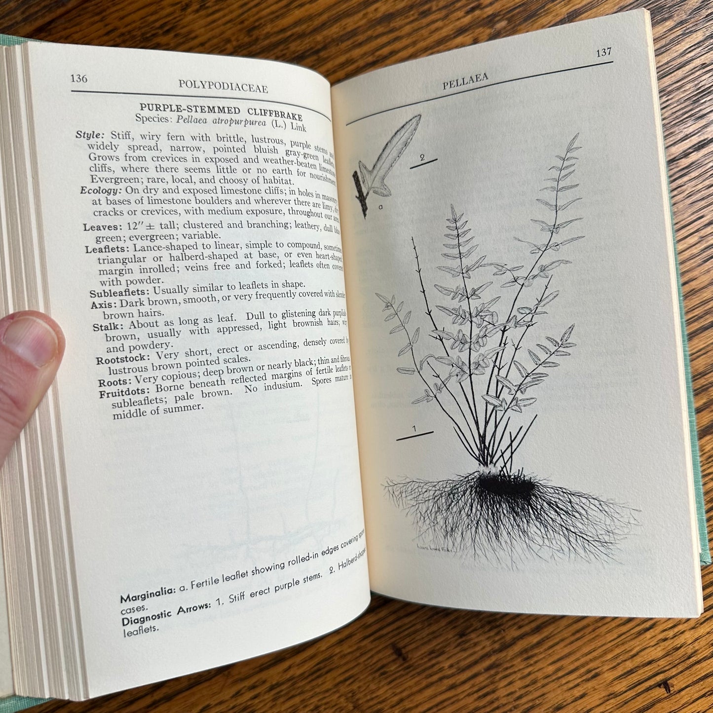 A Collection of 13 Vintage Peterson Field Guides!