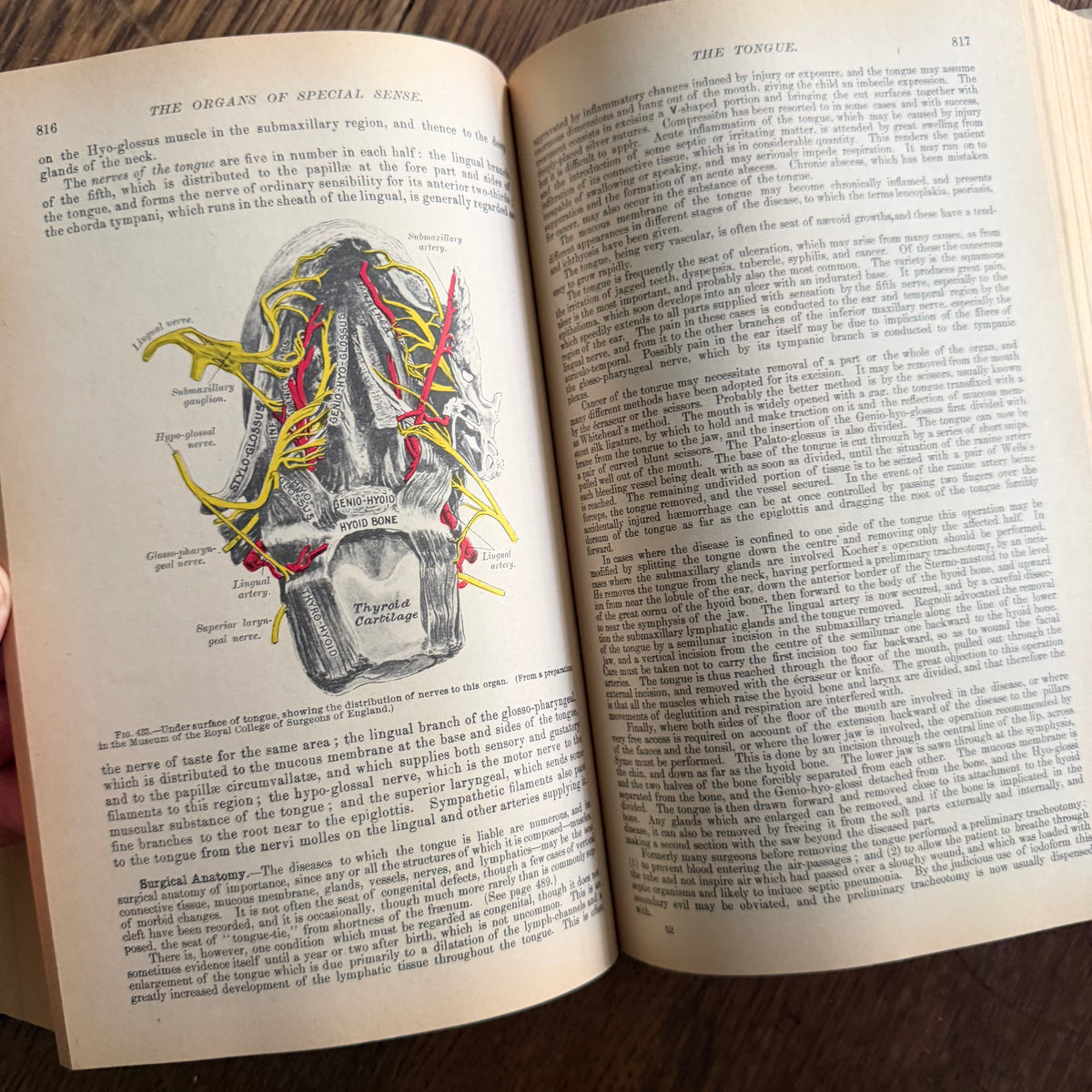 Gray’s Anatomy, 1977 Classic Collector’s Edition — Henry Gray, Descriptive & Surgical Anatomy | Bounty Books Hardcover, 780 Illustrations