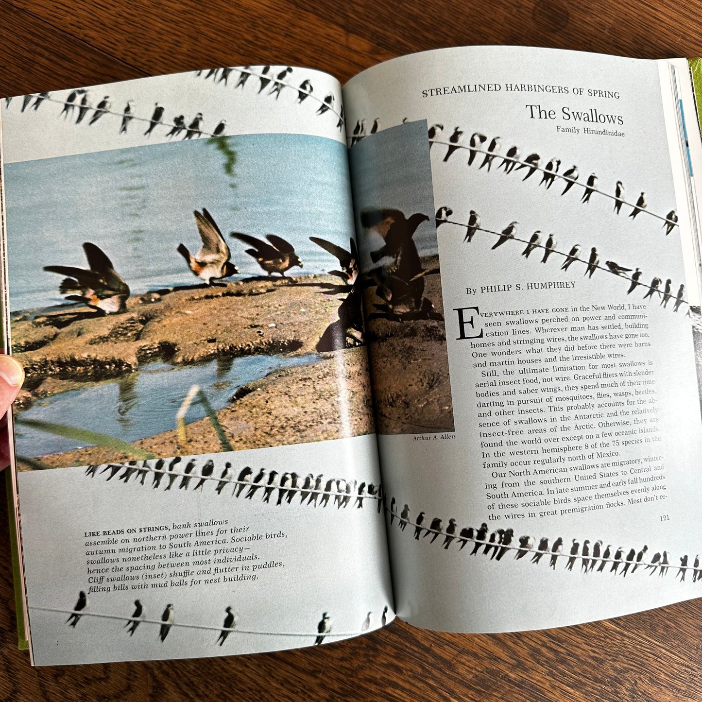 Vintage 1964 Song and Garden Birds of North America – National Geographic Society – Alexander Wetmore – Illustrated Bird Guide w/ Companion Booklet – Birdwatching Book