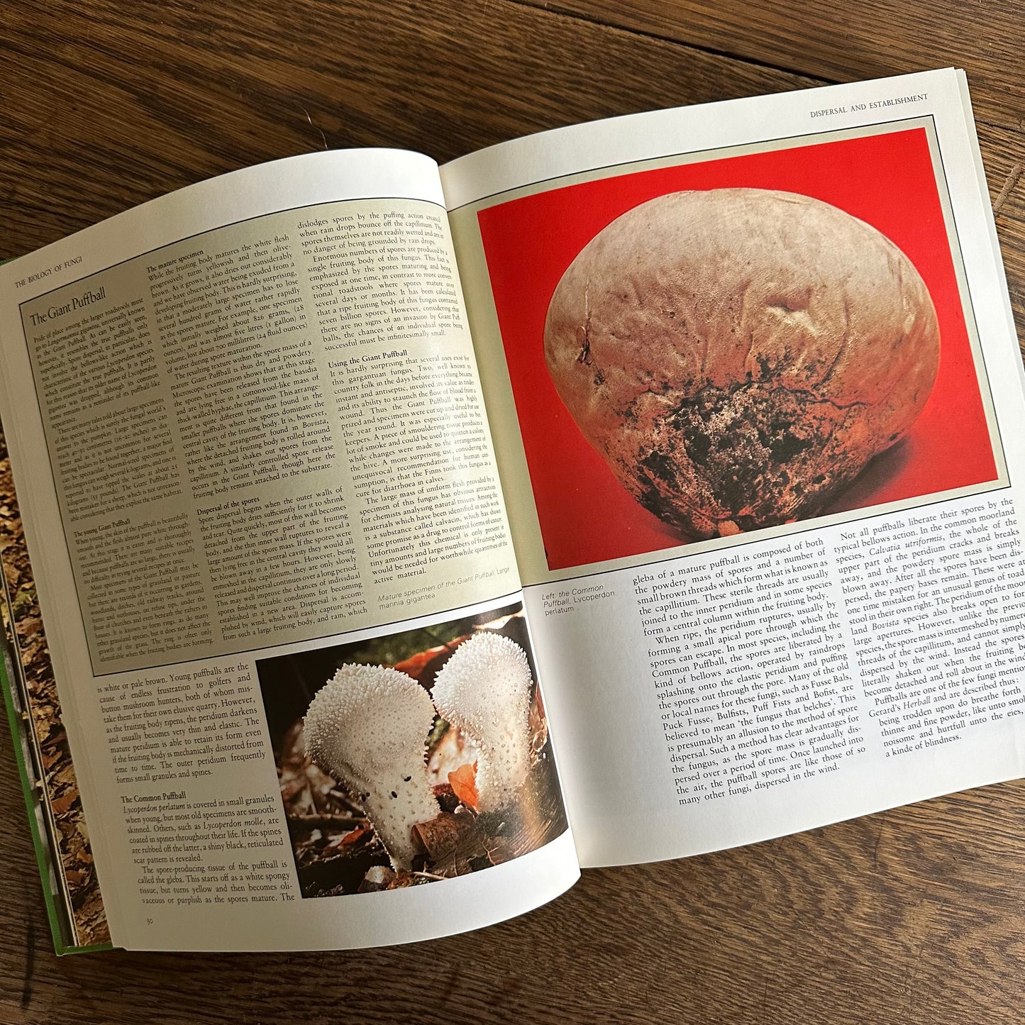 The Encyclopedia of Mushrooms, 1979