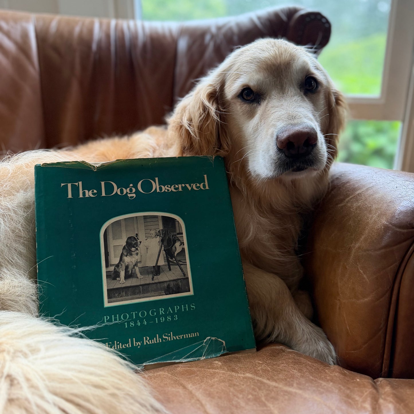 The Dog Observed: Photographs 1844-1983 by Ruth Silverman - Vintage Dog Photography Book