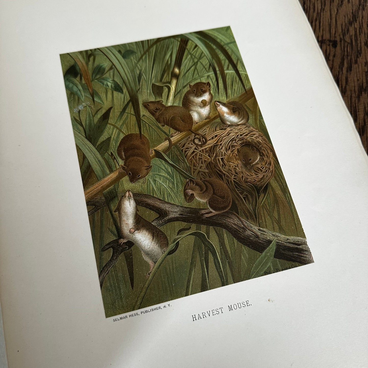 Complete 60-Part Set — Animate Creation: A Popular Edition of Our Living World, 1885-1898