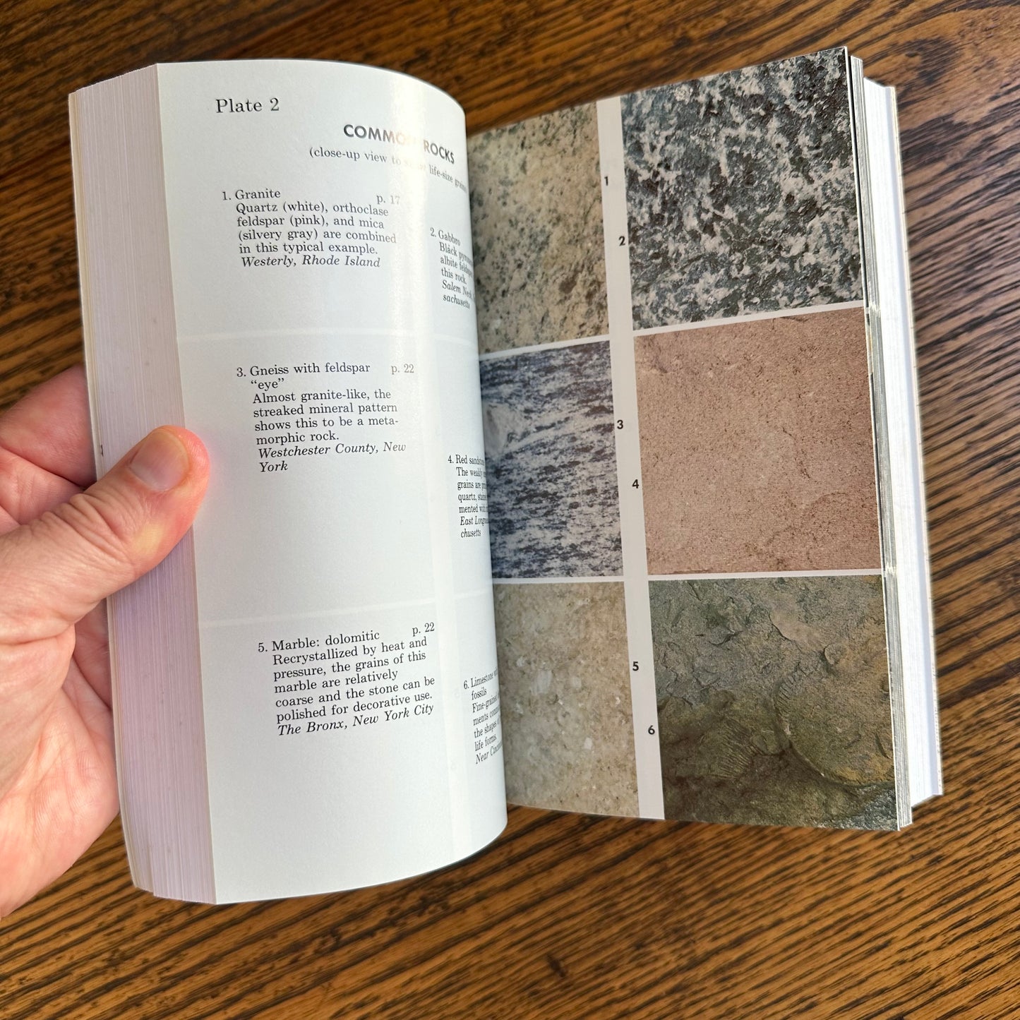 Set of 6 Vintage Peterson Field Guides | Softcover 1970s–80s Nature Books | Birds, Ferns, Wildflowers, Shells, Stars, Rocks