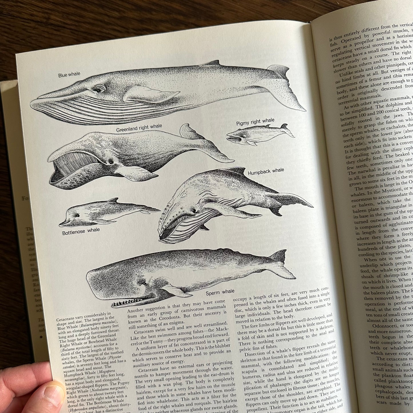 The Larousse Encyclopedia of Animal Life - 1967